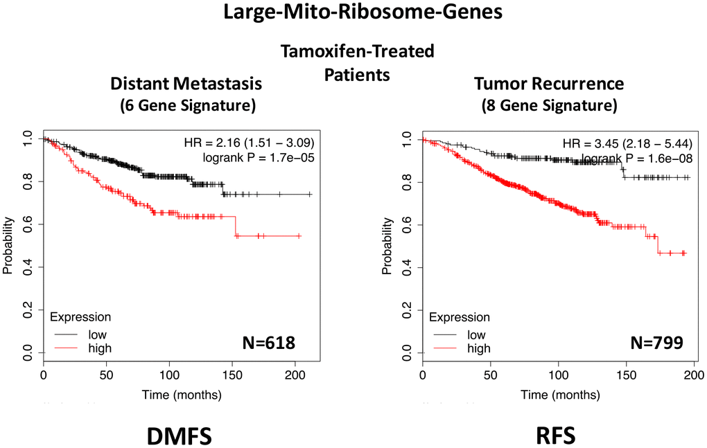 A large mito-ribosome gene signature predicts distant metastasis and tumor recurrence in ER(+) breast cancer patients, treated with Tamoxifen. A mito-ribosome signature predicts treatment failure in a sub-set of ER(+) patients undergoing Tamoxifen treatment, which resulted in distant metastasis (N=618 patients; HR=2.16; P=1.7e-05) and tumor recurrence (N=799 patients; HR=3.45; P=1.6e-08). See also Supplementary Tables 6 and 7 and . DMFS, distant metastasis free survival; RFS, relapse free survival.