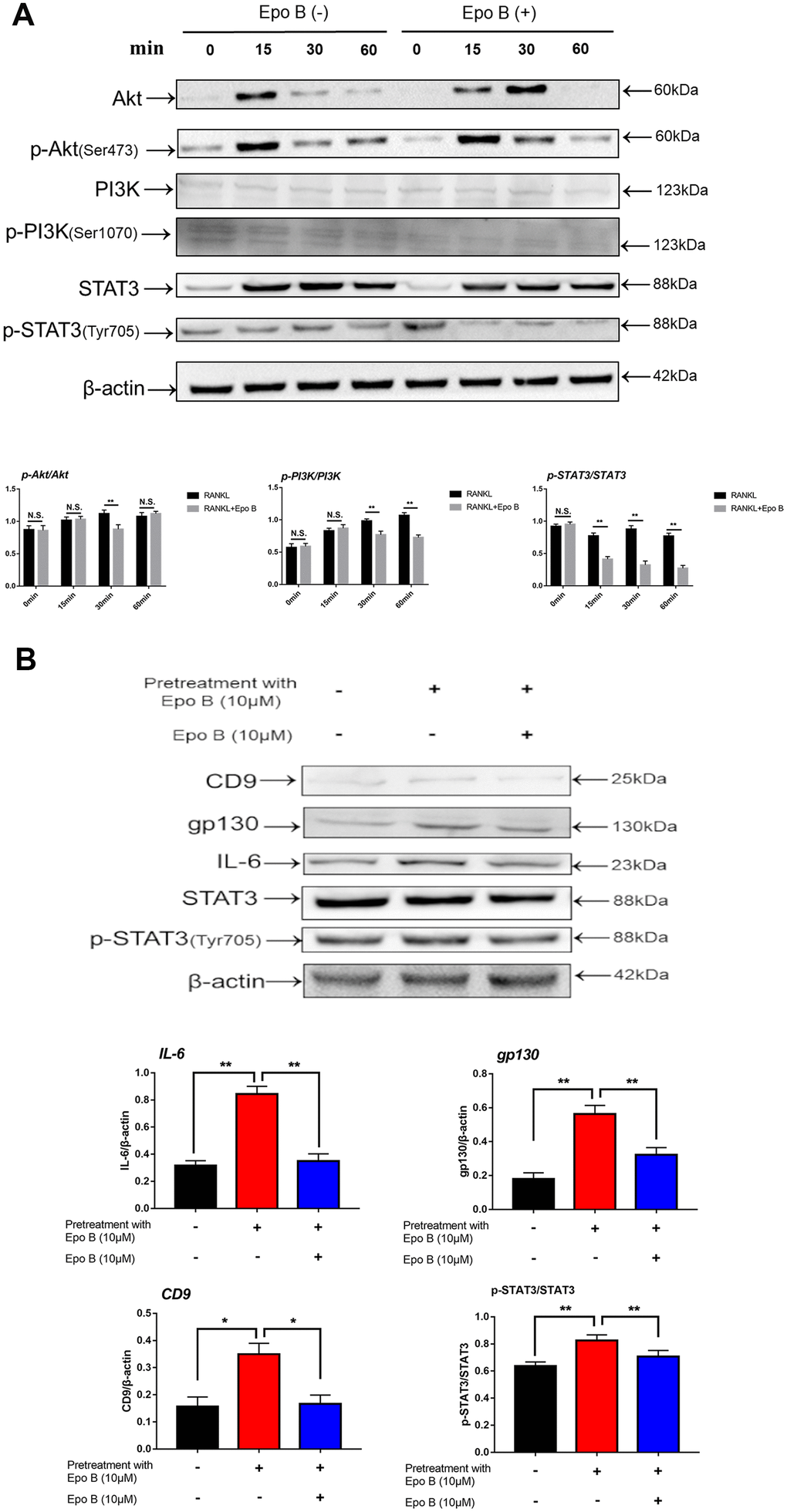 Epothilone B significantly restrained STAT3 signal pathway both in direct and indirect manner. (A) RAW264.7 cells were stimulated with RANKL (100ng/mL) with or without Epothilone B (10μM) for the 0-60 minutes. The expression of p-Akt, Akt, p-PI3K, PI3K, p-STAT3 and STAT3. (B) RAW264.7 cells were divided into 3 groups. One group was pretreated with RANKL (100ng/mL), M-CSF (100ng/mL) and LPS (100ng/mL) in presence of Epothilone B (10μM) for 24 h. The other two groups were pretreated with RANKL (100ng/mL), M-CSF (100ng/mL) and LPS (100ng/mL) but in absence of Epothilone B (10μM) for 24 h. After that, one group was treated with vehicle, and the others were incubated with Epothilone B (10μM) for 2 h. Next, all groups were treated with RANKL (100ng/mL) for 30 min. The cell lysates were analyzed by Western blot for CD9, IL-6, gp130, STAT3, p-STAT3. β-actin was used as an internal control. Quantification of IL-6, gp130 and CD9 relative to β-actin, and p-STAT3 relative to STAT3. Data in the figures represent mean ± SD. N.S. represented no significant difference. *p 