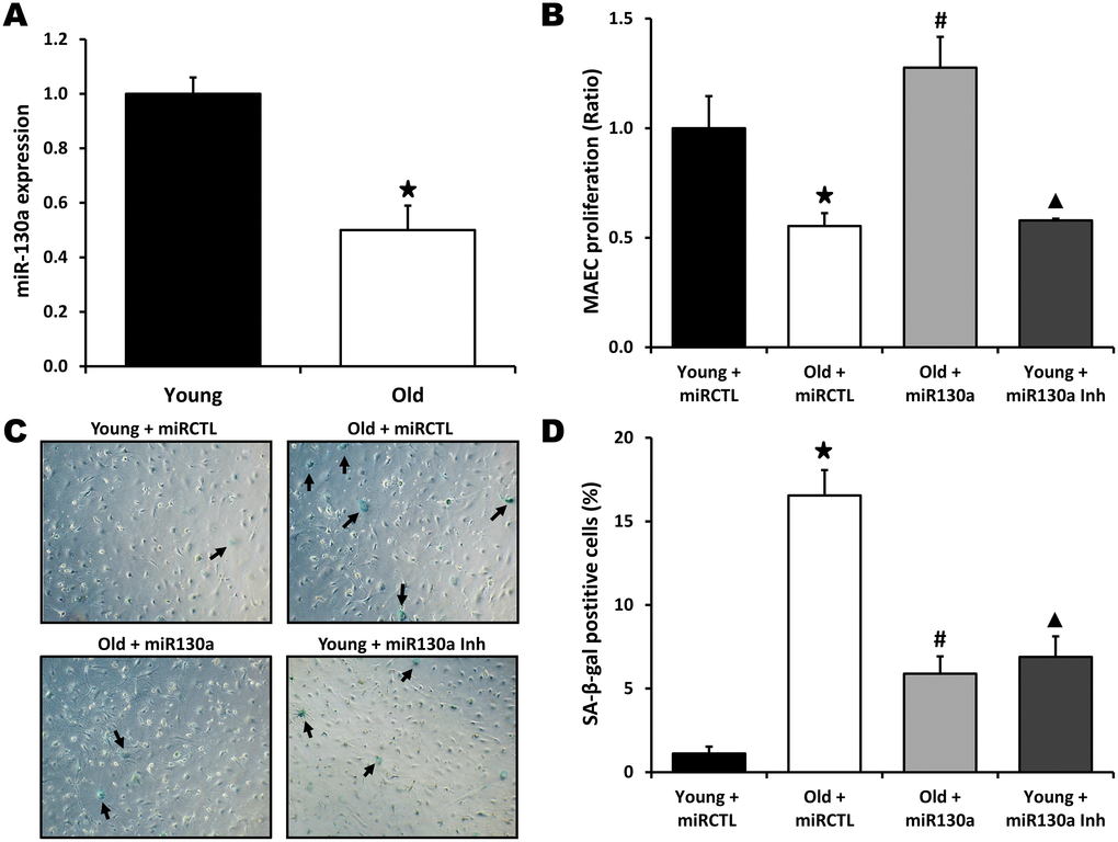 miR-130a and endothelial cell senescence. (A) Relative expression of miR-130a in Mouse Aortic Endothelial Cells (MAECs) isolated from young and old mice, as quantified by real-time qPCR (n=3/group). (B–D) Evaluation of cell proliferation (MTS assay, B) and senescence (Senescence-associated β-Galactosidase staining, C, D) in MAECs isolated from young or old mice and treated with miR-130a mimic (miR-130a), anti-miR-130a (miR-130a inh), or a scrambled miR mimic control (miRCTL). Data are mean ± SEM (n=3/group). * p