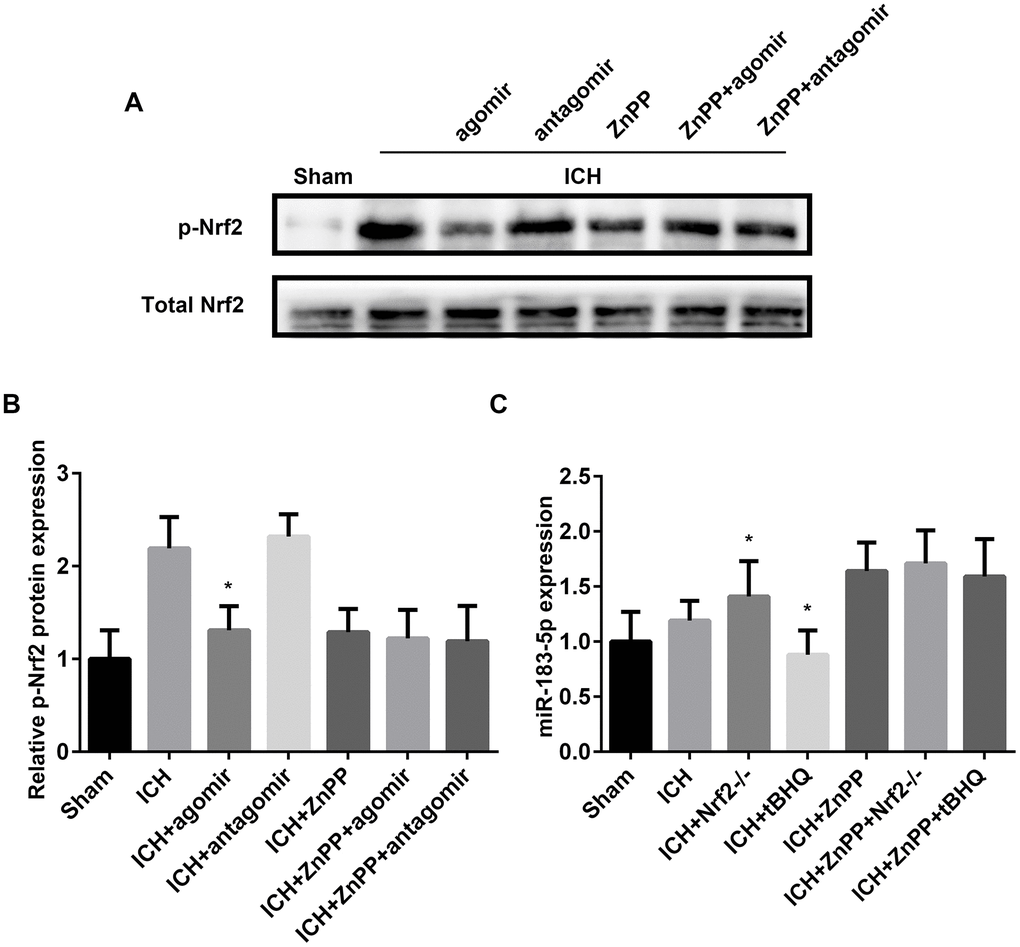 miR-183-5p regulated heme oxygenase-1 (HO-1) independent of Nrf2. (A) Western blotting revealed that miRNA-183-5p is an HO-1–dependent inhibitor of Nrf2 phosphorylation. n = 8/group. (B) Quantitative analysis of the relative expression of p-Nrf2 protein in (A). (C) Quantitative analysis of the HO-1–dependent inhibitory effect of Nrf2 on miR-183-5p by RT-qPCR. n = 8/group. Values are presented as the mean ± standard deviation. *P 