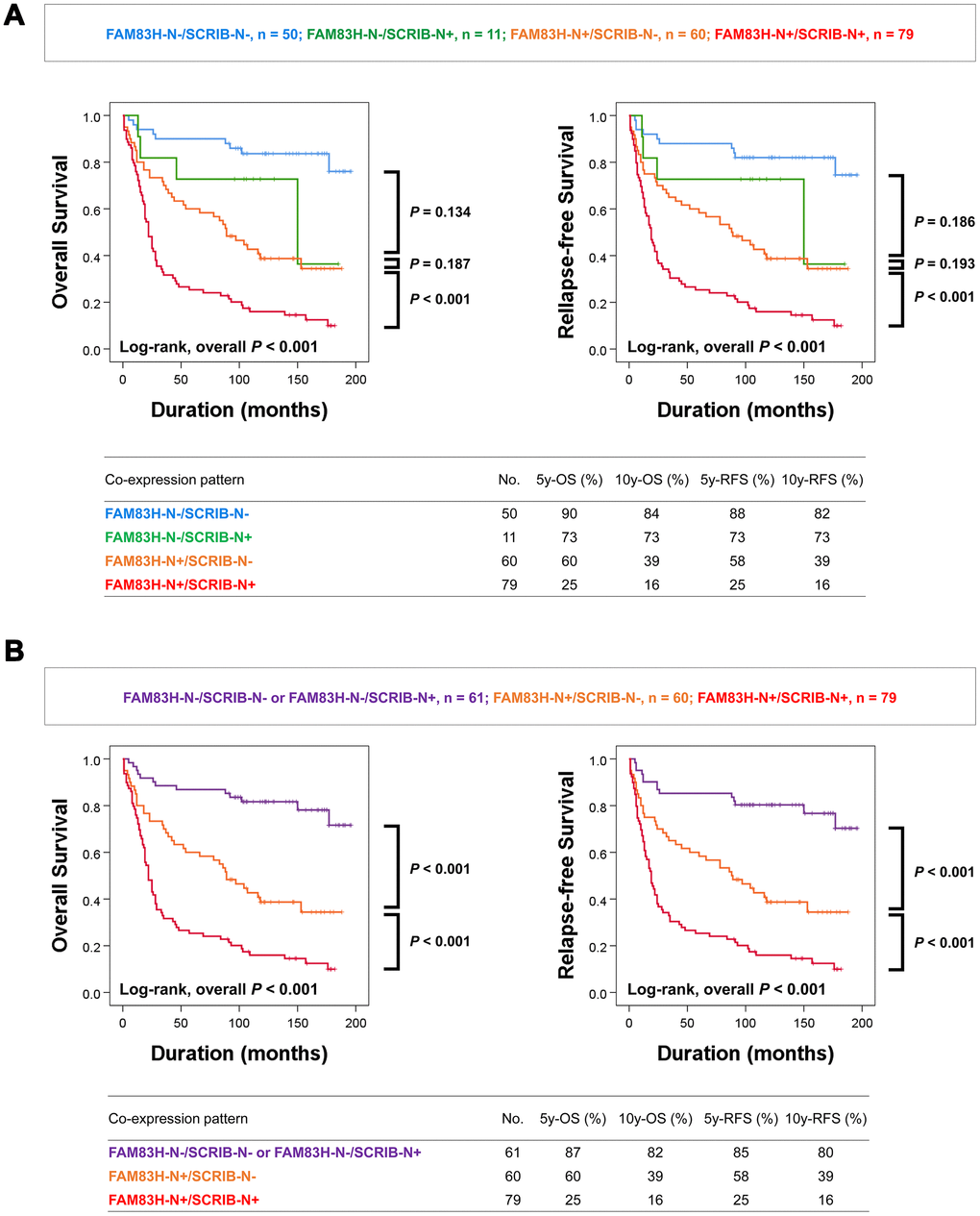 Kaplan-Meier survival analysis according to co-expression patterns of nuclear FAM83H and nuclear SCRIB in gastric carcinoma patients. (A) Kaplan-Meier survival curves for overall survival and relapse-free survival in four subgroups of gastric carcinomas: FAM83H-N-/SCRIB-N-, FAM83H-N-/SCRIB-N+, FAM83H-N+/SCRIB-N-, and FAM83H-N+/SCRIB-N+ subgroups. (B) Kaplan-Meier survival curves for overall survival and relapse-free survival in three of gastric carcinomas: FAM83H-/SCRIB-N- or FAM83H-N-/SCRIB-N+, FAM83H-N+/SCRIB-N-, and FAM83H-N+/SCRIB-N+ subgroups. 5y-OS; overall survival rate at five years, 10y-OS; overall survival rate at ten years, 5y-RFS; relapse-free survival rate at five years, 10y-RFS; relapse-free survival rate at ten years.