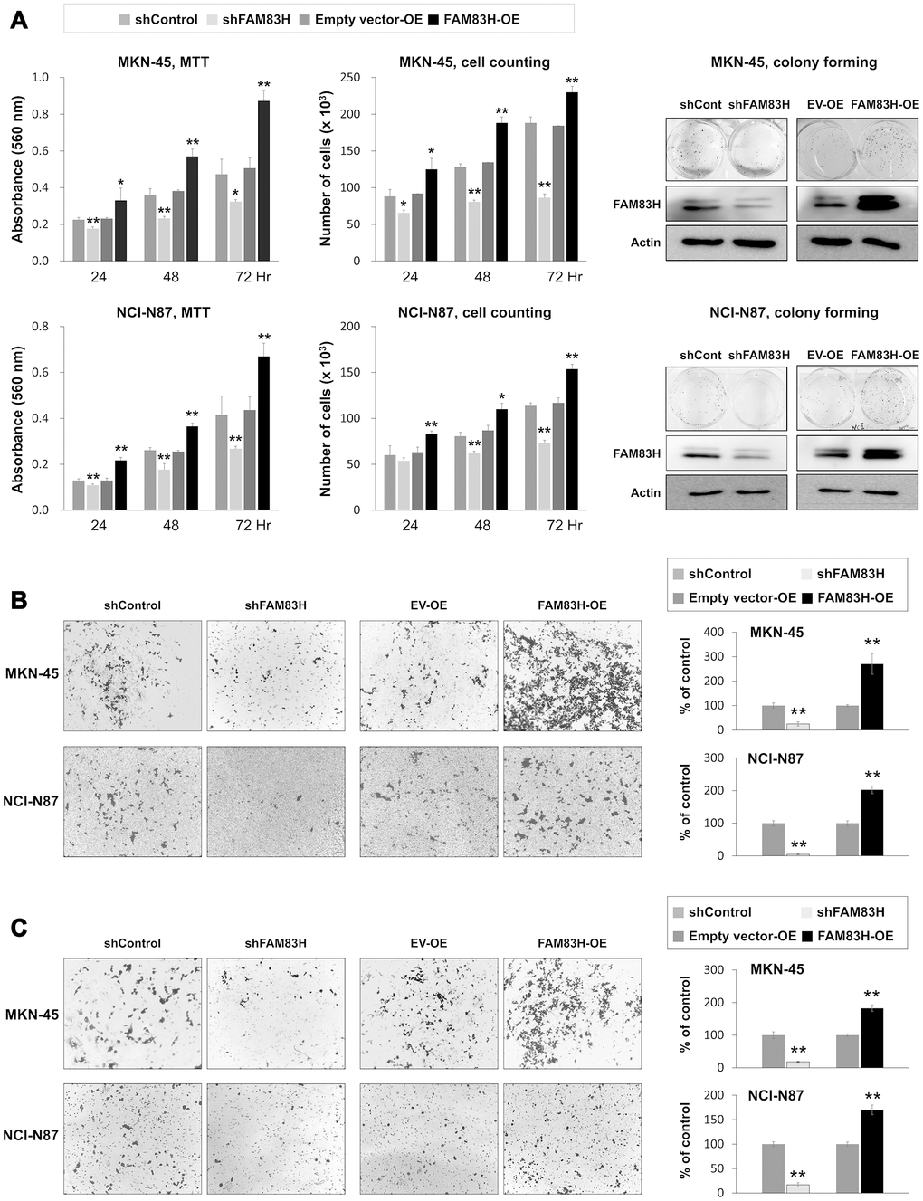 The effect of knock-down or overexpression of FAM83H on the proliferation and invasiveness of gastric cancer cells. (A) The effect of knock-down or overexpression of FAM83H on proliferation were evaluated with an MTT assay, cell counting, and a colony-forming assay in MKN-45 and NCI-N87 cells. The MTT assay was performed after seeding 3,000 cells per well of a 96-well plate. Cell counting was performed after seeding 3,000 cells per well of a 6-well plate. The colony-forming assay was performed by plating 1,000 cells per well in a 6-well plate for ten days. The knock-down or overexpression of FAM83H was assessed via western blot for FAM83H. (B) The migration assay was performed by seeding 1x105 MKN-45 or 1x105 NCI-N87 cells in the upper chamber for 48 hours. (C) The invasion assay was performed by seeding 2x105 MKN-45 or 2x105 NCI-N87 cells in the upper chamber with Matrigel for 48 hours. The chambers were stained with DIFF-Quik staining solution, and the number of migrated or invaded cells were counted in five x200 microscopic fields in each well. *; P P 