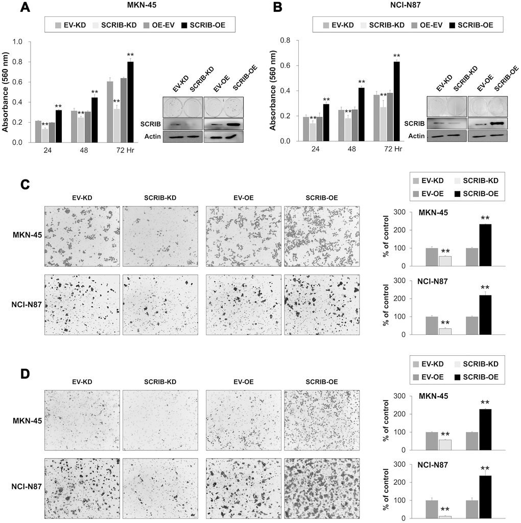 The effect of knock-down or overexpression of SCRIB on the proliferation and invasiveness of gastric cancer cells. (A, B) The effect of knock-down or overexpression of SCRIB on proliferation was evaluated with an MTT assay and colony-forming assay in MKN-45 (A) and NCI-N87 cells (B). The MTT assay was performed after seeding 3,000 cells per well of a 96-well plate. The colony-forming assay was performed by plating 1,000 cells per well in a 6-well plate for ten days. The knock-down or overexpression of SCRIB was assessed via western blot for SCRIB. (C) The migration assay was performed by seeding 1x105 MKN-45 or 1x105 NCI-N87 cells in the upper chamber for 48 hours. (D) The invasion assay was performed by seeding 2x105 MKN-45 or 2x105 NCI-N87 cells in the upper chamber with Matrigel for 48 hours. The chambers were stained with DIFF-Quik staining solution, and the number of migrated or invaded cells were counted in five x200 microscopic fields in each well. **; P 