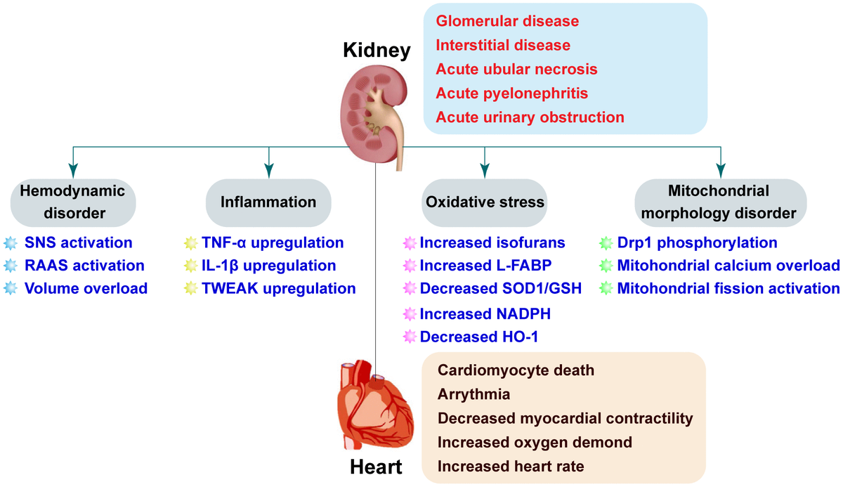 New insights into the pathophysiological mechanisms underlying ...