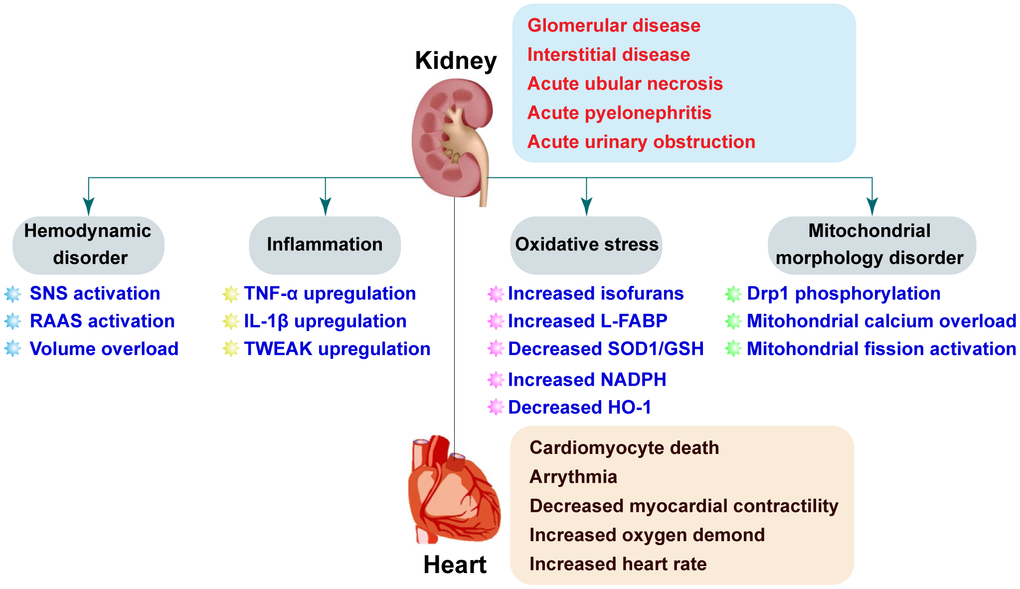 The Molecular Mechanism and Therapeutic Strategy of Cardiorenal Syndrome  Type 3