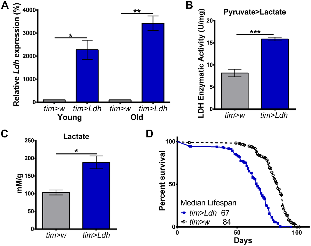 Flies overexpressing Ldh have increased mRNA levels, LDH activity, elevated lactate, and shortened lifespan. (A) Ldh mRNA levels were significantly increased in the heads of young and old tim>Ldh compared to age-matched tim>w control flies. Values are reported as a percentage of expression relative to age-matched tim>w set to 100% (n=4). (B) LDH enzyme activity was significantly increased for the pyruvate to lactate reaction in the heads of 55-day old tim>Ldh flies compared to tim>w controls (n=4). (C) Lactate concentrations were significantly higher in the heads of tim>Ldh flies compared to age-matched tim>w controls (n=4). Error bars in A-C indicate SEM. Statistical significance was determined by Unpaired t-test with Welch’s correction (***pD) Survival curves of tim>Ldh (n=193) and tim>w (n=170) males. Median lifespan was significantly reduced in tim>Ldh flies compared to control (Gehan-Breslow-Wilcoxon test; p