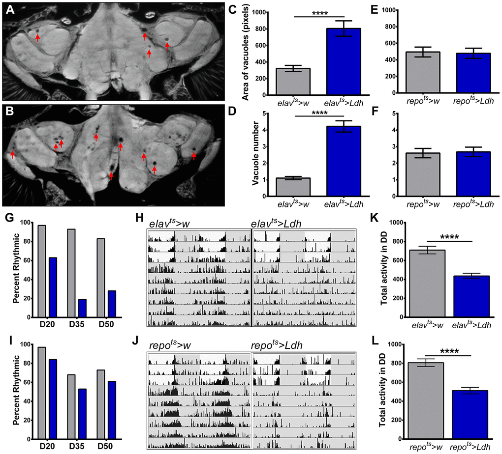 Flies with neuronal overexpression of Ldh show increased neurodegeneration and accelerated decline in locomotor activity rhythms. (A, B) Representative brain section images of 55-day old control elavts>w (A) and elavts>Ldh flies (B) in 25°C (arrows indicate vacuoles). (C, D) Graphs show the average area (C) and number (D) of vacuoles per brain in the brains of elavts>Ldh flies and age-matched controls. Both area and the number of vacuoles were significantly increased in elavts>Ldh (n=36) flies compared to elavts>w (n=38). ****pE, F) There was no significant difference in the average area (E) and number (F) of vacuoles in 55-day old repots>Ldh (n=19) brains compared to age-matched repots>w control (n=18). Error bars indicate SEM. (G) Percent of rhythmic elavts>Ldh flies was markedly reduced with age compared to elavts>w controls. (H) Representative actrograms of individual 50-day old elavts>w (rhythmic) and elavts>Ldh (arrhythmic) flies. Gray areas indicate lights off. (I) Percentage of rhythmic repots>Ldh flies were similar to repots>w controls across lifespan. At least 30 flies were tested for each age group and each genotype. (J) Representative actograms of rhythmic 50-day old repots>w and repots>Ldh flies. (K) Total daily activity of 35-day old elavts>Ldh (n=31) flies averaged over six days in constant darkness was significantly reduced relative to control elavts>w (n=30) flies. (L) Total daily activity of 35 days-old repots>Ldh (n=30) flies was also significantly lower than in controls (n=31). Statistical significance by unpaired t-test with Welch’s correction (****p