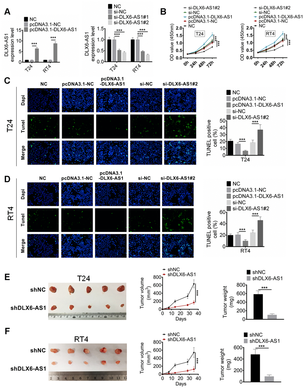DLX6-AS1 promotes proliferation and inhibits apoptosis of BC cells in vitro and in vivo. (A) The expression of DLX6-AS1 was over-expressed by pcDNA3.1-DLX6-AS1 or down-regulated by sh-DLX6-AS1 in T24 and RT4 cells, and the transfection efficiency was identified by qRT-PCR. (B) Cell proliferation of T24 and RT4 cells with pcDNA3.1-DLX6-AS1 or sh-DLX6-AS1 transfection was determined by CCK-8 assay. (C, D) The apoptosis of T24 and RT4 cells with pcDNA3.1-DLX6-AS1 or sh-DLX6-AS1 transfection was determined by TUNEL staining assay. (E, F) A subcutaneous BC tumor model (n=6/group) was established by using T24 and RT4 cells to evaluate the anti-tumor effect of shDLX6-AS1, and tumor volume and weight were calculated. Data were expressed as the mean ± SD. ***P 
