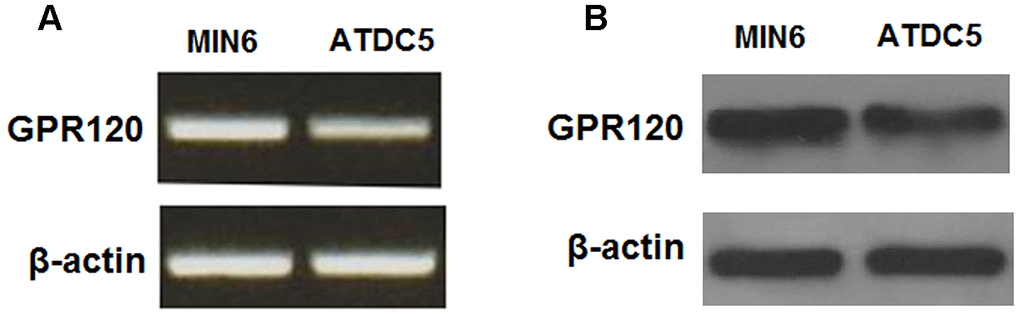 GPR120 is expressed in ATDC5 chondrocytes. (A) Reverse transcription PCR analysis of mRNA expression of GPR120 with MIN6 cells as a positive control; (B) Western blot analysis of protein expression of GPR120 with MIN6 cells as a positive control. Experiments were repeated for three times.
