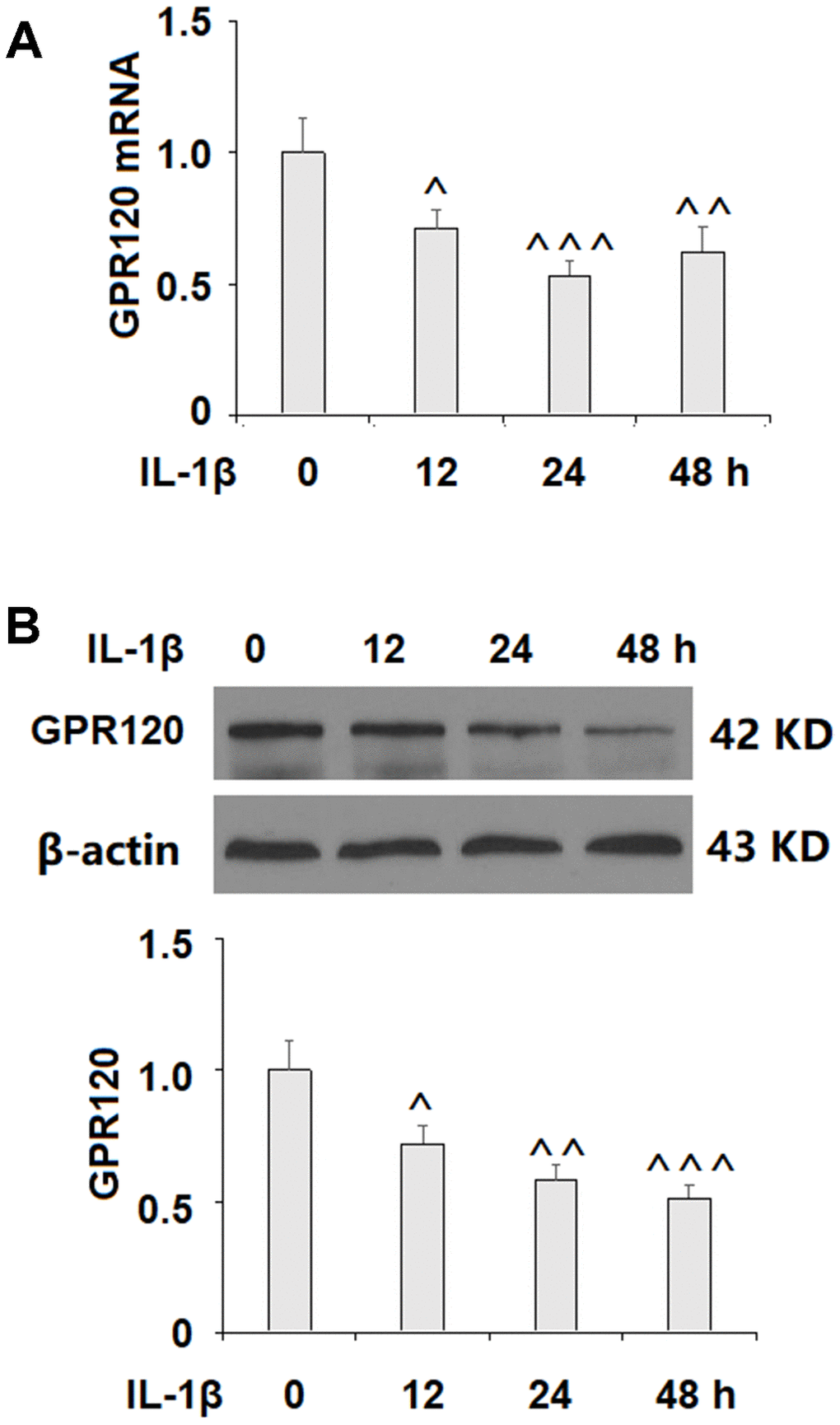 IL-1β reduced the expression of GPR120 in ATDC5 chondrocytes. Cells were treated with IL-1β (10 ng/ml) for 12, 24, and 48 h. (A) mRNA expression of GPR120; (B) Protein expression of GPR120 (^, ^^, ^^^, P