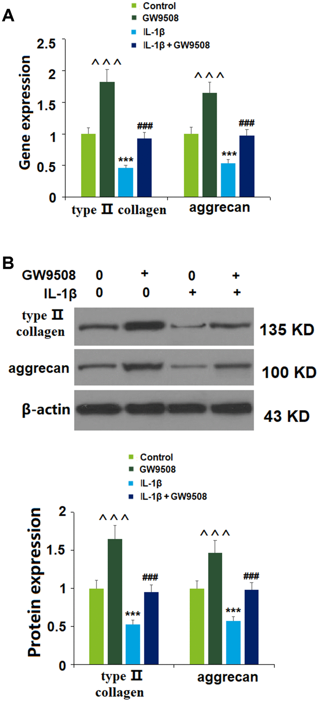 Treatment with GW9508 prevented IL-1β-induced reduction of type II collagen and aggrecan in ATDC5 chondrocytes. Cells were treated with IL-1β (10 ng/ml) with or without GW9508 (50 μM) for 24 h. (A). mRNA of type II collagen and aggrecan; (B). Protein of type II collagen and aggrecan (^^^, ***, P