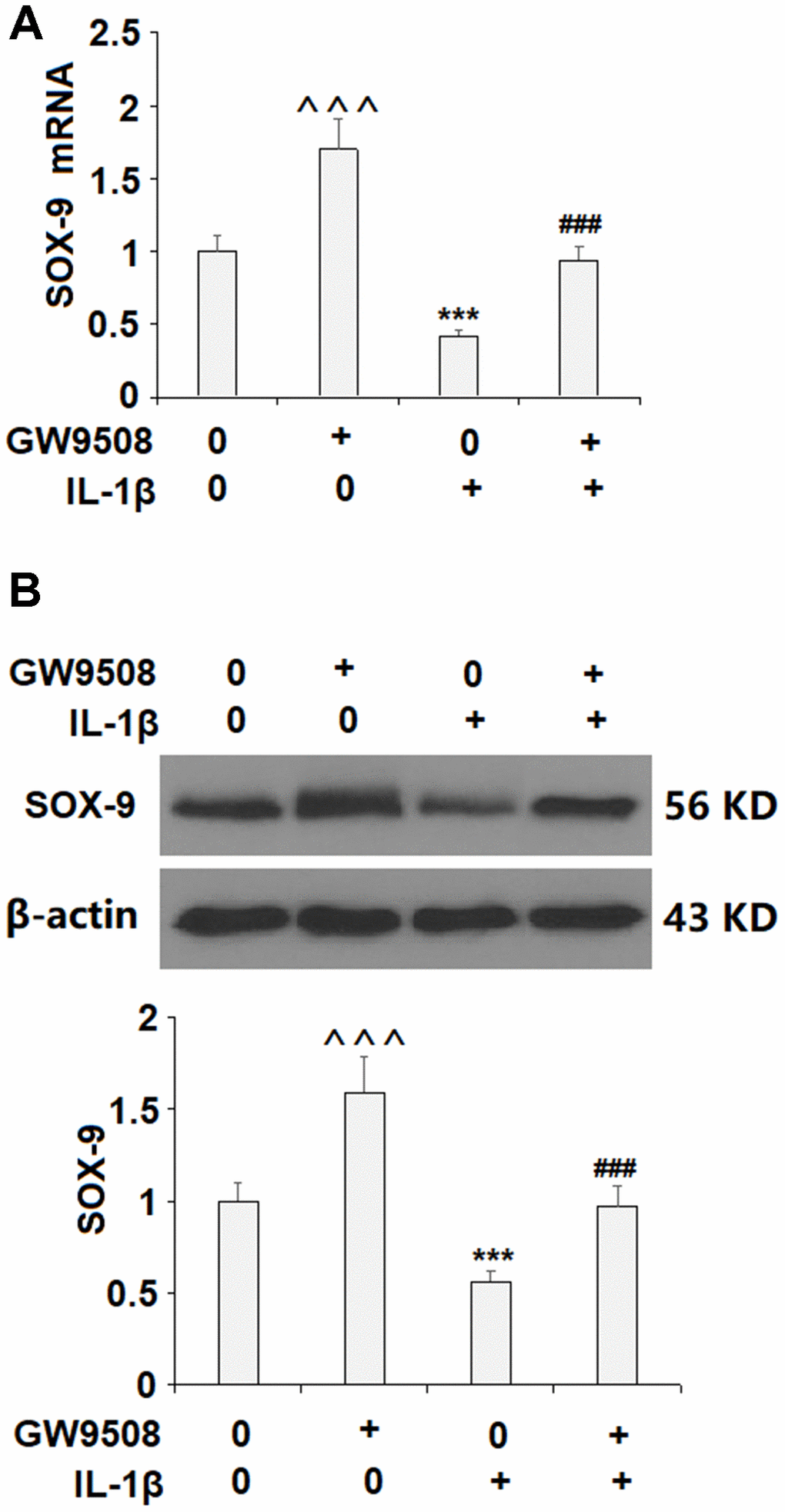 Treatment with GW9508 restored IL-1β-induced reduction of SOX-9 in ATDC5 chondrocytes. Cells were treated with IL-1β (10 ng/ml) with or without GW9508 (50 μM) for 24 h. (A). mRNA of SOX-9; (B). Protein of SOX-9 (^^^, ***, P