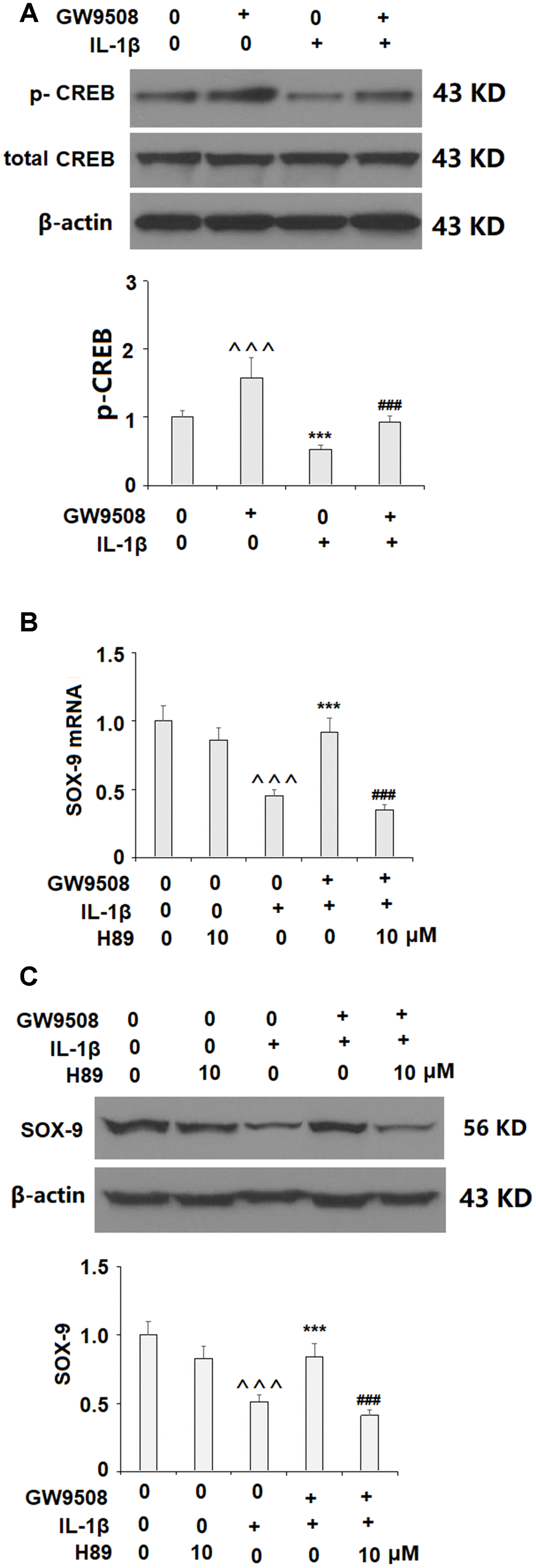 The effects of GW9508 in increasing SOX-9 expression are mediated by CREB. (A). Cells were treated with IL-1β (10 ng/ml) with or without GW9508 (50 μM) for 24 h. Phosphorylated and total levels of CREB were measured by western blot analysis (^^^, ***, PB, C). Blockage of CREB with H89 ameliorated the effects of GW9508 in SOX-9 expression. Cells were treated with IL-1β (10 ng/ml) with or without GW9508 (50 μM) or H89 (10μM). mRNA and protein of SOX-9 were measured (^^^, P