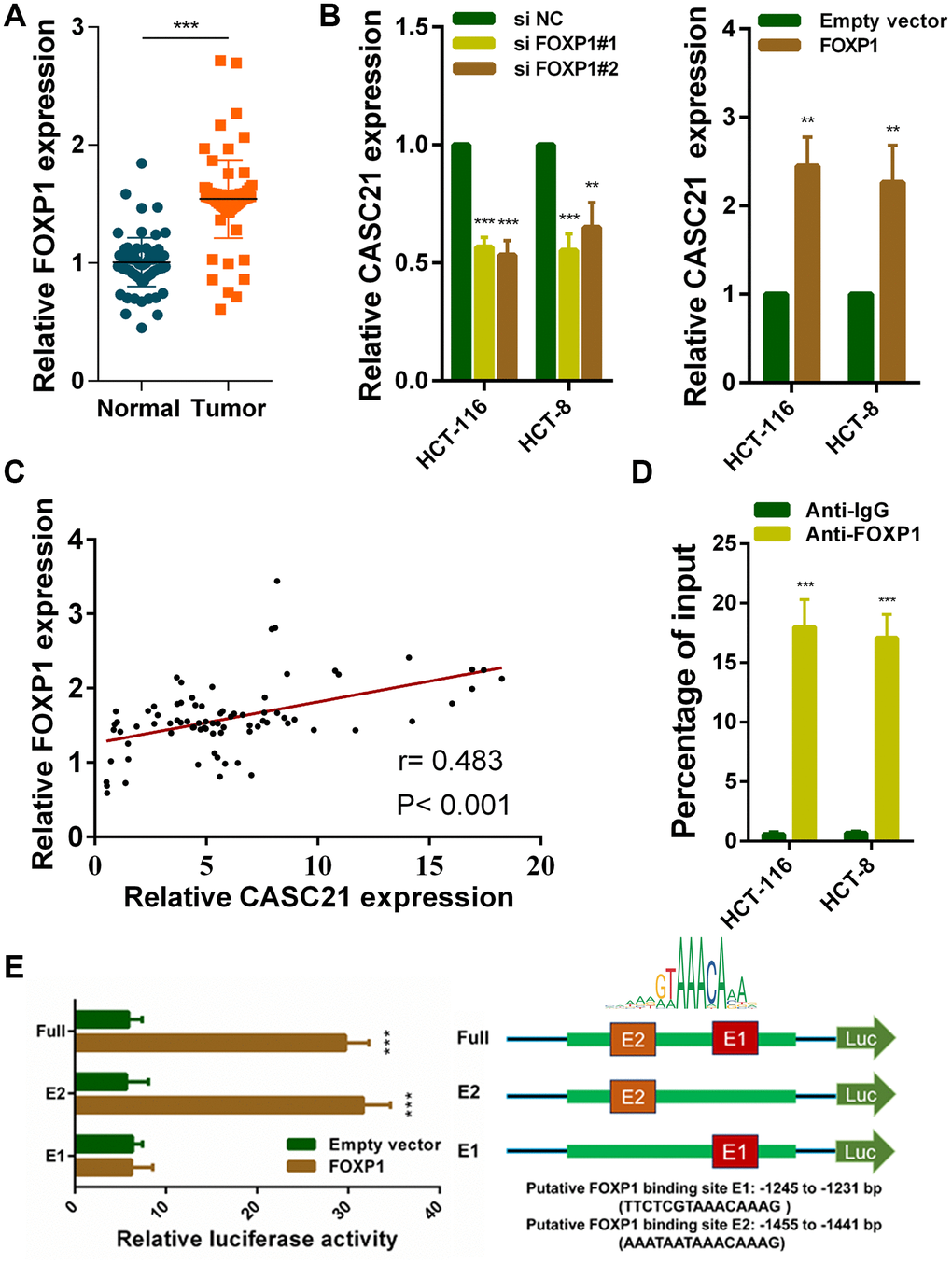 FOXP1 induces CASC21 high expression in CRC. (A) FOXP1 expression was detected by qRT-PCR in 80 pairs of CRC and corresponding adjacent normal tissues. (B) CASC21 expression was detected in HCT-116 and HCT-8 cells transfected with FOXP1 siRNAs or FOXP1 overexpression vector by qRT-PCR. (C) The correlation between FOXP1 and CASC21 expression analyzed in 80 paired CRC samples (n= 80, r= 0.483, PD) ChIP assays were conducted to identify FOXP1 occupancy in the CASC21 promoter region. (E) Luciferase reporter assays were used to determine the FOXP1 binding sites on the CASC21 promoter region. All data represent mean ± SEM (n = 3-6). **P ***P 