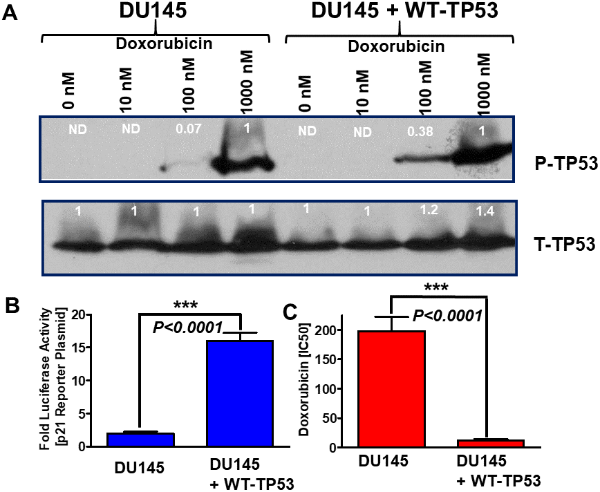  Effects of introduction of WT-TP53 on P-TP53 protein levels, TP53-luciferase activity and doxorubicin IC50 in DU145 cells in the presence and absence of doxorubicin. Panel (A) DU145 and DU145 + WT-TP53 cells were treated with different concentration of doxorubicin for 24 hours. The levels of S15-phosphorylated (active) and total TP53 were determined by western blotting. The fold values shown in white numbers and letters are presented as averages of 3 densitometric readings. ND = not detected. In the rows with S15-phosphorylated TP53, the values for DU145 and DU145 + WT-TP53 were normalized to the 1,000 nM doxorubicin treated samples as no S15-phosphorylated TP53 was detected in untreated samples. In contrast with the total (T) TP53 samples, the levels of total TP53 were normalized to the untreated samples. These experiments were repeated three times and similar results were obtained. Panel (B) Effects of introduction of WT TP53 on luciferase activity. The levels of luciferase activity were determined in DU145 and DU145 + WT-TP53 cells. These experiments were repeated three times and similar results were obtained. Panel (C). Effects of introduction of WT TP53 on sensitivity to doxorubicin were determined by MTT analysis as described [4]. These experiments were repeated six times and similar results were obtained. Statistical analysis is presented on the panel. *** = P 
