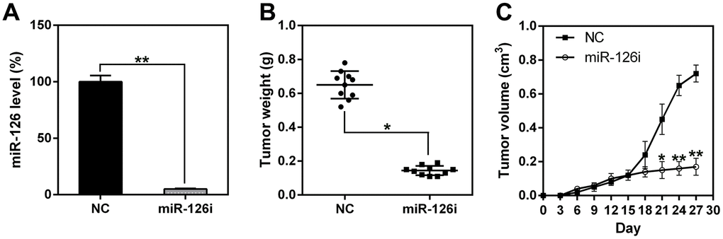 miR-126 silencing suppresses xenograft-induced ESCC tumorigenesis. (A) miR-126 expression in esophageal tissues was measured using qPCR. (B) TE13 cells treated with shRNA-miR-126 or NC were injected subcutaneously into nude BALB/c mice. Mice were sacrificed at day 21 after inoculation, and the tumors were removed and weighed. (C) Tumor growth curve over 27 d. Results are displayed as the average ± SD. *P 