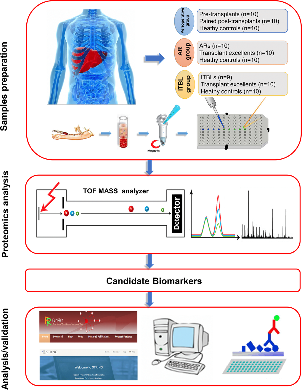 Schematic illustration of the workflow: from blood collection to analysis and validation.