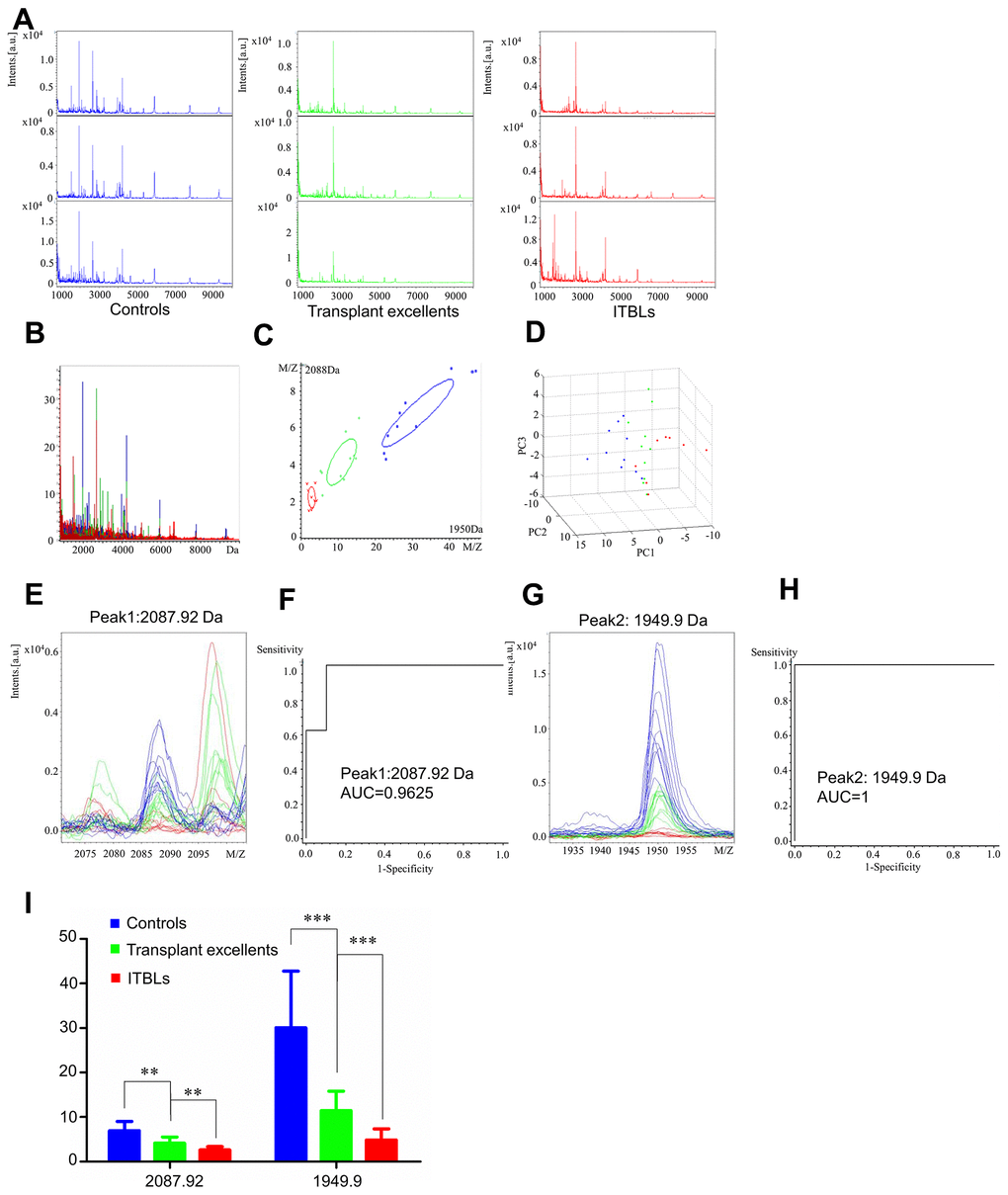 Serum proteomic profiling analysis for ITBL group, healthy controls (blue), transplant excellent patients (green) and ITBL patients (red). (A) Representative mass spectra of three samples in healthy controls, transplant excellent patients and ITBL patients in the mass range from 1000 to 10,000 Da. (B) Overall sum of the spectra in the mass range from 1000 to 10,000 Da obtained from ITBL group described above. (C) Bivariate plot of ITBL group with the most differentiated two peaks (m/z: 2088, 1950). (D) 3D plot of ITBL group. (E, G) Comparison of the spectra of two peaks in healthy controls, transplant excellent patients and ITBL patients. (F, H) ROC curves for two selected peaks with their AUC values. (I) Average expression levels of two selected peaks in healthy controls, transplant excellent patients and ITBL patients and their respective p-values. Values are expressed as mean ± SD. (***p p p 