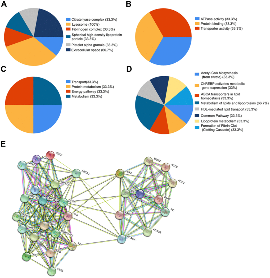 Bioinformatics analysis of identified proteins. (A–D) Funrich analysis of identified proteins. (A) Distribution of cellular components of identified proteins. (B) Distribution of molecular functions of identified proteins. (C) Distribution of biological processes of identified proteins. (D) Distribution of biological pathway of the identified proteins. (E) Interaction network between identified proteins and their function-related proteins based on prediction results of STRING.
