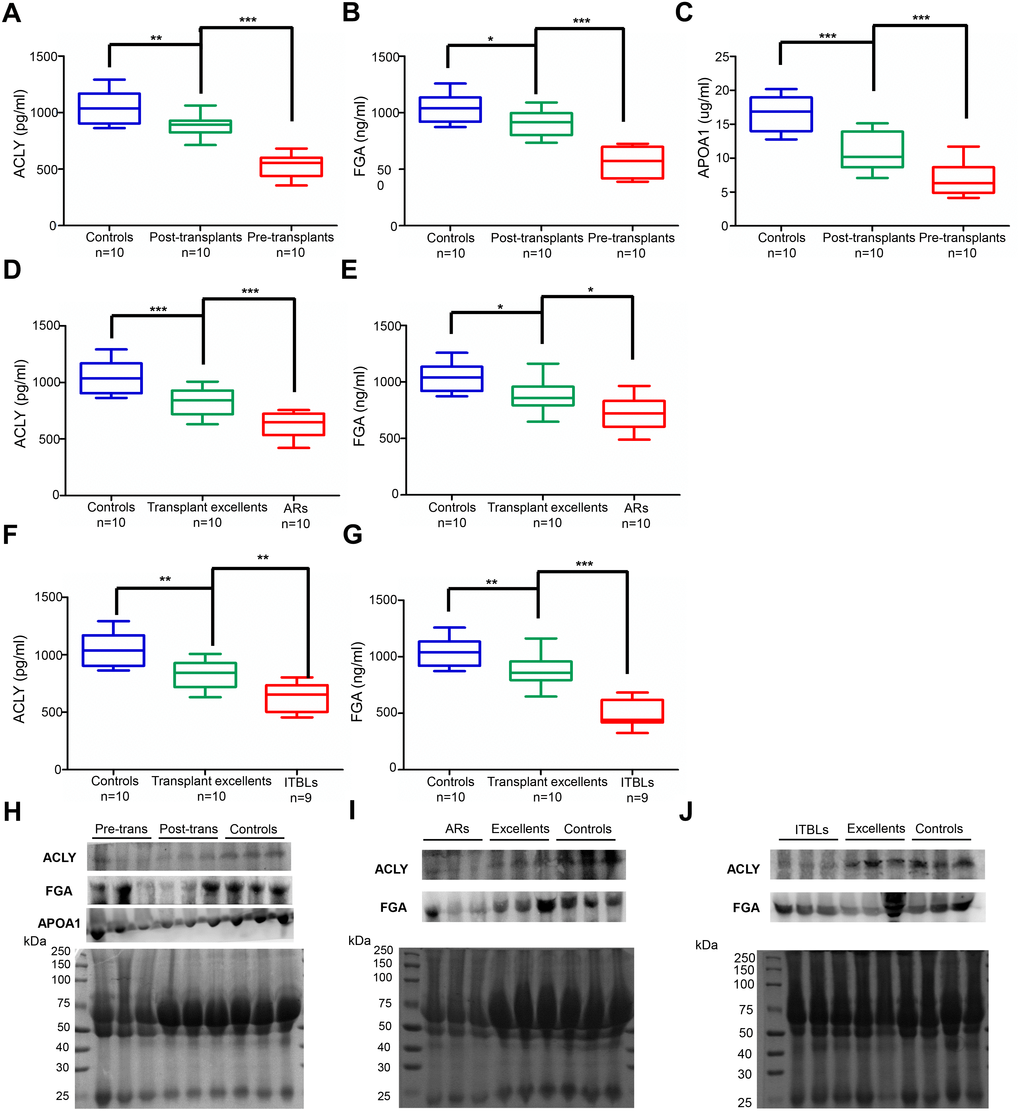 Validated expression of potential serum biomarkers by ELISA and western blot. (A–G) ELISA analysis of ACLY, FGA and APOA1 in the serum of different groups. (A–C) ACLY, FGA and APOA1 expression in perioperative group. (d-e) ACLY and FGA expression in AR group. (F–G) ACLY and FGA expression in ITBL group. (***p p p H–J) Confirmation of proteomic results by western blot in the serum of different groups. (H) Detection of ACLY, FGA and APOA1 in perioperative group, randomly chose three serum samples from pre-transplants, post-transplants and healthy controls, respectively. (I) Detection of ACLY and FGA in AR group, randomly chose three serum samples from ARs, transplant excellents and healthy controls, respectively. (J) Detection of ACLY and FGA in ITBL group, randomly chose three serum samples from ITBLs, transplant excellents and healthy controls, respectively. Transferred proteins to the PVDF membrane were detected by Ponceau S stain as western blot loading control.