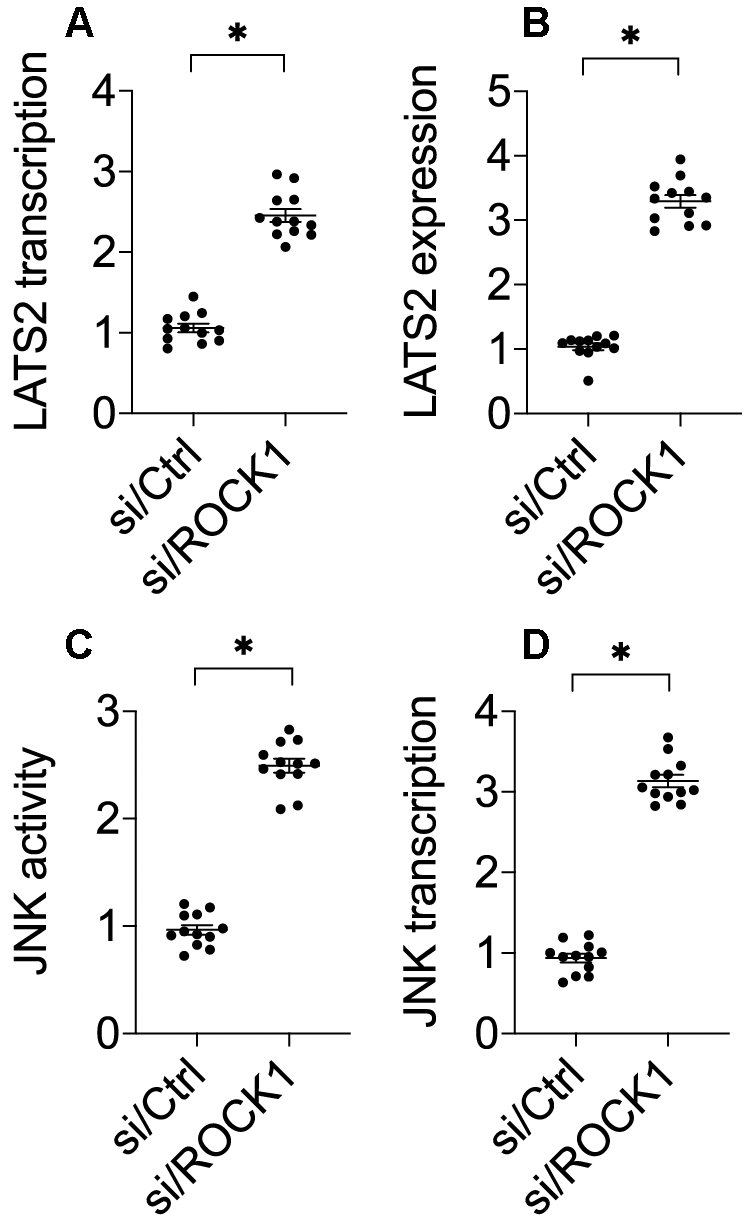 The LATS2-JNK pathway is activated after ROCK1 knockdown. (A) A qPCR assay was used to analyze LATS2 transcription. (B) Western blots were used to detect LATS2 protein levels in response to si/ROCK1 transfection. (C) An ELISA was used to measure JNK activity in response to siRNA-mediated ROCK1 knockdown. (D) A qPCR assay was used to analyze JNK transcription after si/ROCK1 transfection. *p