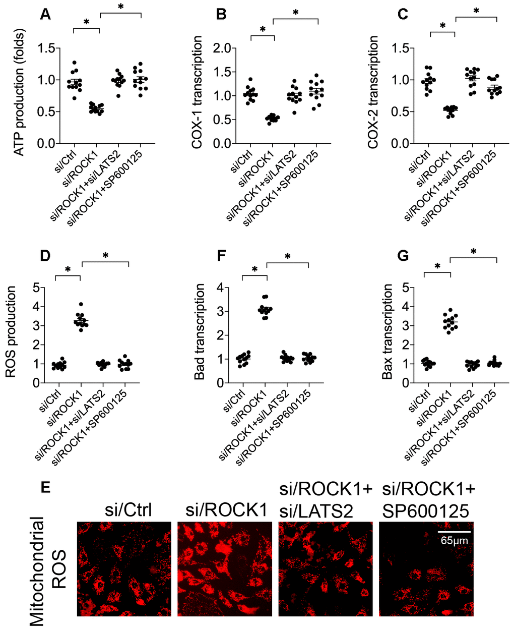 ROCK1 deficiency promotes mitochondrial apoptosis by activating the LATS2-JNK pathway. (A) ATP production was measured in A549 cells after transfection of siRNA against LATS2 (si/LATS2) and SP600125 administration that inhibited LATS2 upregulation and JNK activation, respectively. (B, C) qPCR was used to analyze COX-1 and COX-2 transcription. (D, E) Immunofluorescence was used to measure generation of ROS in A549 cells. (F–G) A qPCR assay was used to detect changes in Bax and Bad levels in A549 cells. *p