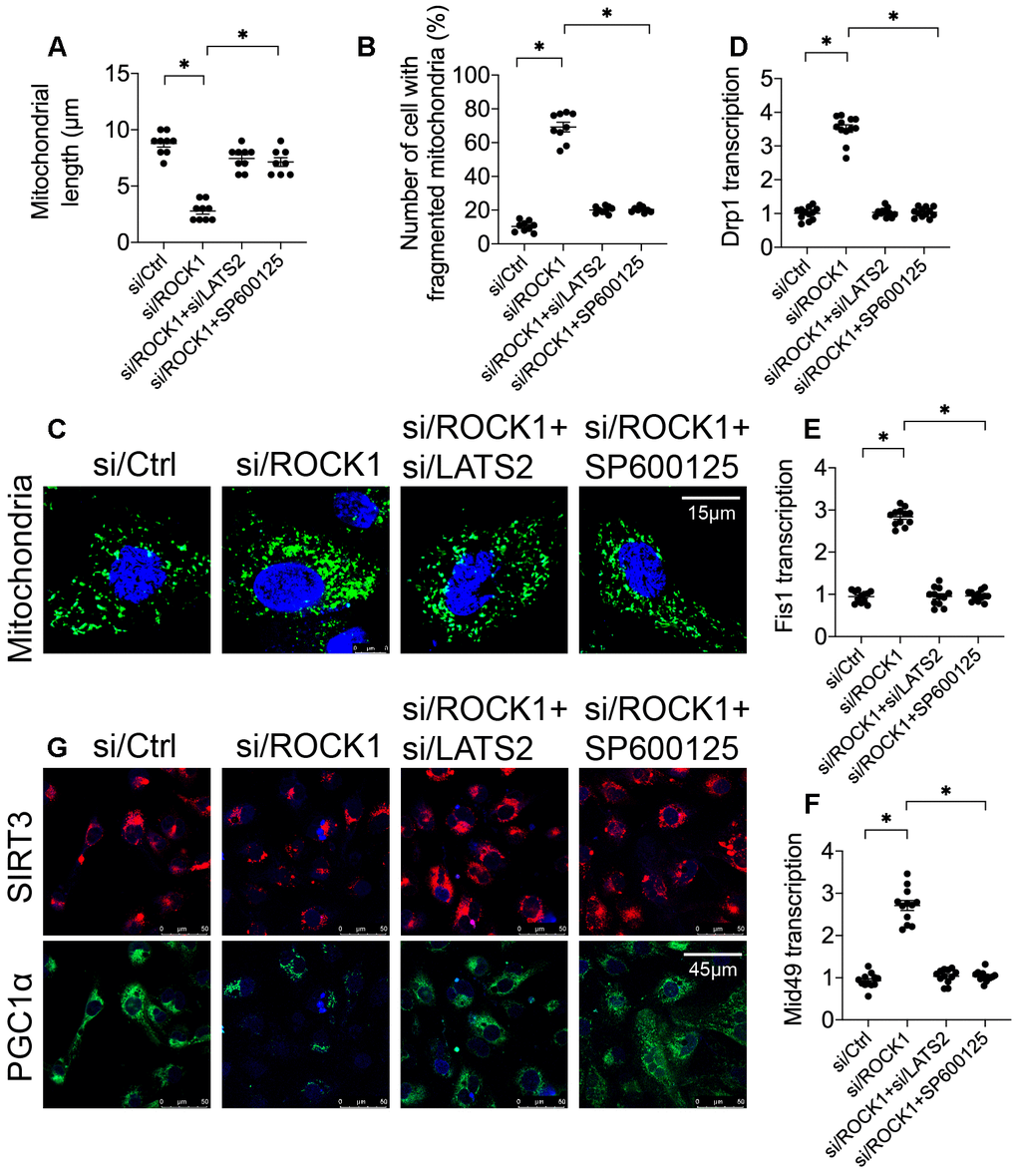 The ROCK1-LATS2-JNK pathway affects mitochondrial dynamics and mitochondrial biogenesis in A549 cells. (A–C) Immunofluorescence was used to observe mitochondrial morphology in A549 cells. siRNA against LATS2 (si/LATS2) and SP600125 were used inhibit LATS2 upregulation and JNK activation, respectively. Mitochondrial length and number of cells with fragmented mitochondria were recorded. (D–F) A qPCR assay was used to analyze Drp1, Fis1, and Mid49 transcription in A549 cells in response to ROCK1 knockdown, LATS2 knockdown, and JNK inhibition. (G) Double immunofluorescence was used to observe alterations in Sirt3 and PGC1α levels; relative immunofluorescence intensities were evaluated. *p
