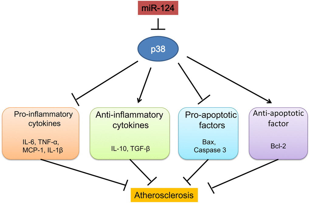 Schematic diagram summarizing the mechanisms of how microRNA-124 play a role in atherosclerosis.