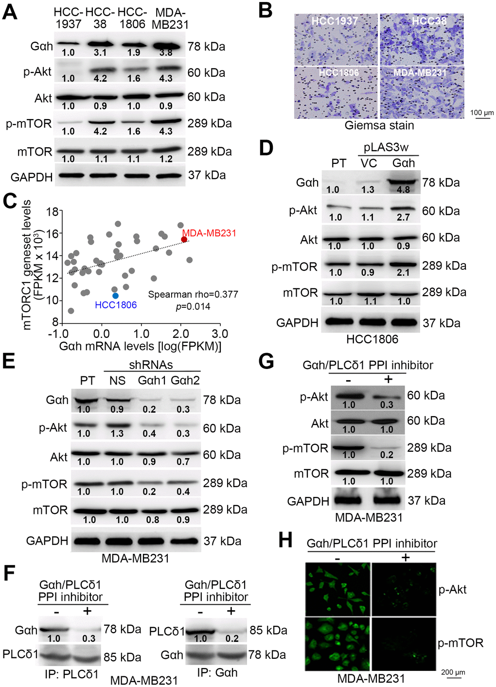 The phosphorylation of Akt and mTORC1 positively correlates with cell invasion ability and is regulated by the Gαh-PLC-δ1 pathway in TNBC cells. (A) Results from the western blot analysis for the Gαh, phosphorylated Akt (p-Akt), Akt, p-mTOR, mTOR and GAPDH proteins derived from the indicated TNBC cell lines. (B) Giemsa staining of the invaded cells of the tested TNBC cell lines after a 16-hour invasion assay. (C) Correlation of mRNA expression levels between Gαh and the mTORC1 gene set in a panel of breast cancer cell lines derived from the Cancer Cell Line Encyclopedia (CCLE) database. Spearman’s correlation test was used to estimate the statistical significance. (D–E) Results from the western blot analysis for the Gαh, p-Akt, Akt, p-mTOR, mTOR and GAPDH proteins derived from the parental (PT) HCC1806 cells without (vector control, VC) or with Gαh overexpression (D) and the parental MDA-MD231 cells without (nonsilenced, NS) or with Gαh knocked down using two independent shRNA clones (E). (F–H) MDA-MD231 cells treated without or with 10 μM Gαh/PLC-δ1 protein-protein interaction (PPI) inhibitor for 2 hours were subjected to a reciprocal immunoprecipitation for detecting the PPI of Gαh/PLC-δ1 (F), Western blot analysis for measuring the protein levels of p-Akt, Akt, p-mTOR, mTOR and GAPDH (G), and immunofluorescent staining for visualizing the intracellular protein levels of p-Akt and p-mTOR (H). In A, D, E, G, GAPDH was used as an internal control of protein loading. The protein intensities of representative blots from three independent experiments were normalized by GAPDH levels and presented as a ratio to the control group.