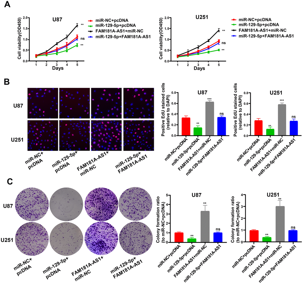MiR-129-5p mimic treatment reduces cell proliferation and colony formation FAM181A-AS1-overexpressing glioma cell lines. (A, B) CCK-8 and EdU assay results show proliferation of FAM181A-AS1-overexpressing U87 and U251 cell lines transfected with miR-NC (negative control) or miR-129-5p mimic. (C) Colony formation assay results show the total numbers of colonies formed by FAM181A-AS1-overexpressing U87 and U251 cell lines transfected with miR-NC (negative control) or miR-129-5p mimic. Note: **PP