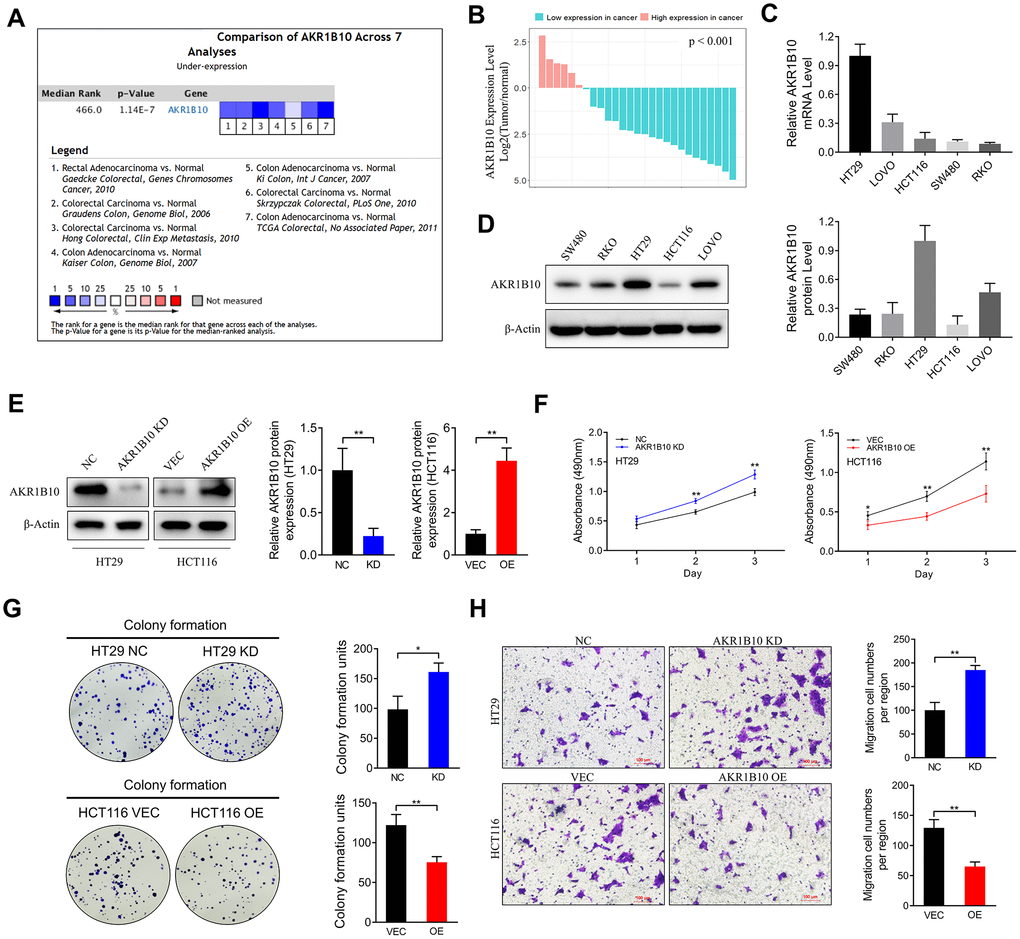 Effect of AKR1B10 on CRC cell proliferation and migration ability. (A) Comparison of AKR1B10 mRNA expression in CRC and normal tissues across 7 Oncomine datasets. (B–C) AKR1B10 mRNA levels in (B) 27 paired CRC and normal tissues and (C) 5 CRC cell lines. (D–E) Immunoblots showing AKR1B10 protein levels in (D) wild type and (E) AKR1B10-KD and AKR1B10-OE CRC cell lines. (F–H) Proliferation rates (F), colony forming capacity (G) and migration rates (H) of AKR1B10-KD and AKR1B10-OE CRC cells. CRC, colorectal cancer. CTL, control; NC, negative control; KD, AKR1B10-shRNA; VEC, vector; OE, AKR1B10 overexpression plasmid. Data are presented as mean ± SD (n=3). *P P P 