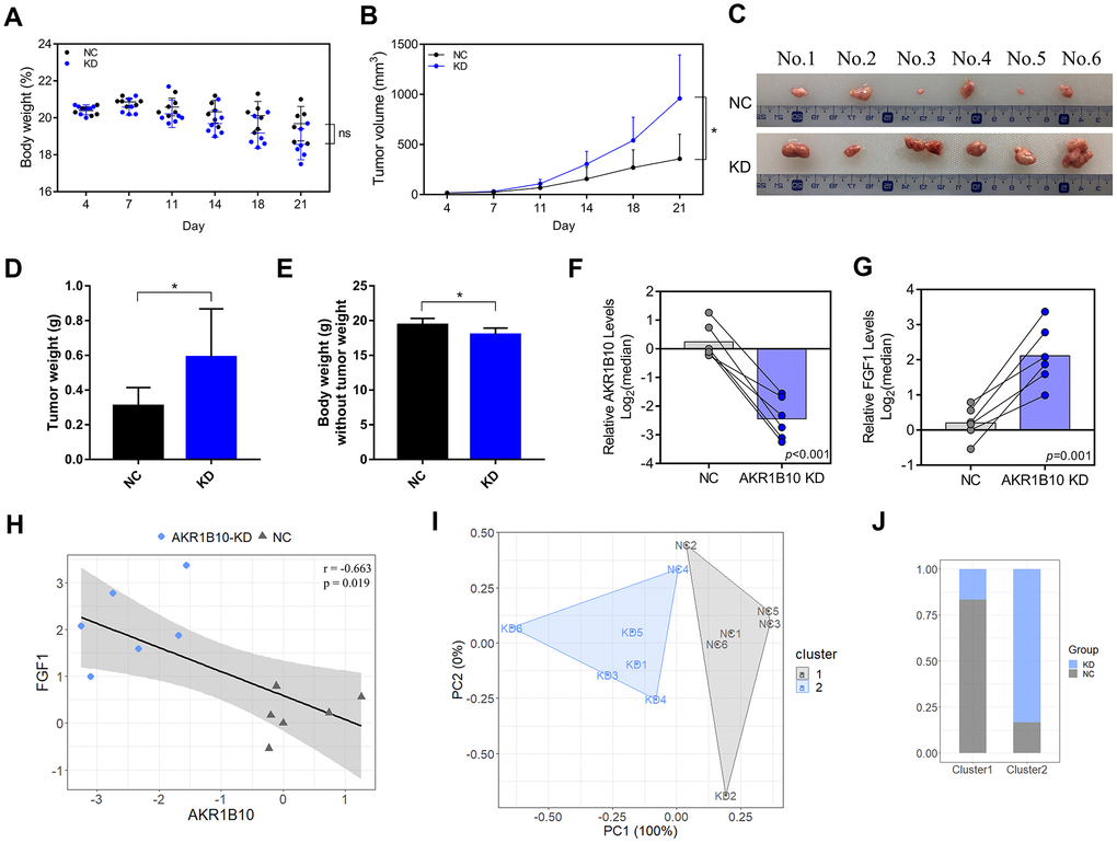 AKR1B10 knockdown suppresses CRC tumor growth in vivo. (A–B) Total body weight (A) and tumor volume (B) of the mice during the experiment. (C) Representative pictures of subcutaneous tumors harvested from NC and AKR1B10-KD group. (D) The weights of tumor masses. (E) Net body weight after subtracting the respective tumor weights. (F–G) Relative AKR1B10 (F) and FGF1 (G) mRNA levels in the tumors and their (H) correlation. (I) Stratification of mice into cluster 1 (grey) and cluster 2 (blue) according to body weight, tumor volume, tumor weight and AKR1B10 and FGF1 mRNA levels. (J) Percentage of NC and AKR1B10-KD mice in each cluster. Data are presented as mean ± SD. CRC, colorectal cancer. NC, negative control; KD, AKR1B10-shRNA. *P P P 