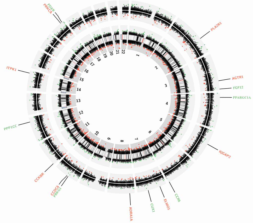 Genome-wide DNA methylation changes in the participants prenatally exposed to famine. Circos plot depicting the entire autosomal complement. Each dot marks the location of the Illumina Methylation EPIC Bead probe along the genome. The dots on the innermost black ring and the next outermost black circle represent the CPG sites in the F1 generation and F2 generation, respectively. Green and red dots represent significantly hypo-methylated and hyper-methylated differentially methylated sites. The innermost black ring with vertical lines represents autosome ideograms annotated with the chromosomal number.