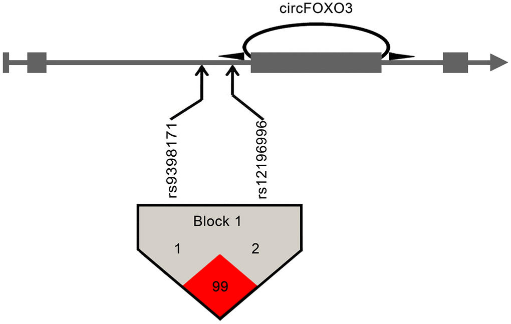 Pairwise linkage disequilibrium between circFOXO3 variants. CircFOXO3 derived from the third exon of the FOXO3 gene. Arrows indicate the locations of the SNPs. Linkage disequilibrium analysis revealed that the two tagSNPs at circFOXO3 flanking introns were located in the same haplotypic block. Numbers within squares indicate the D' value reported as a percentile.