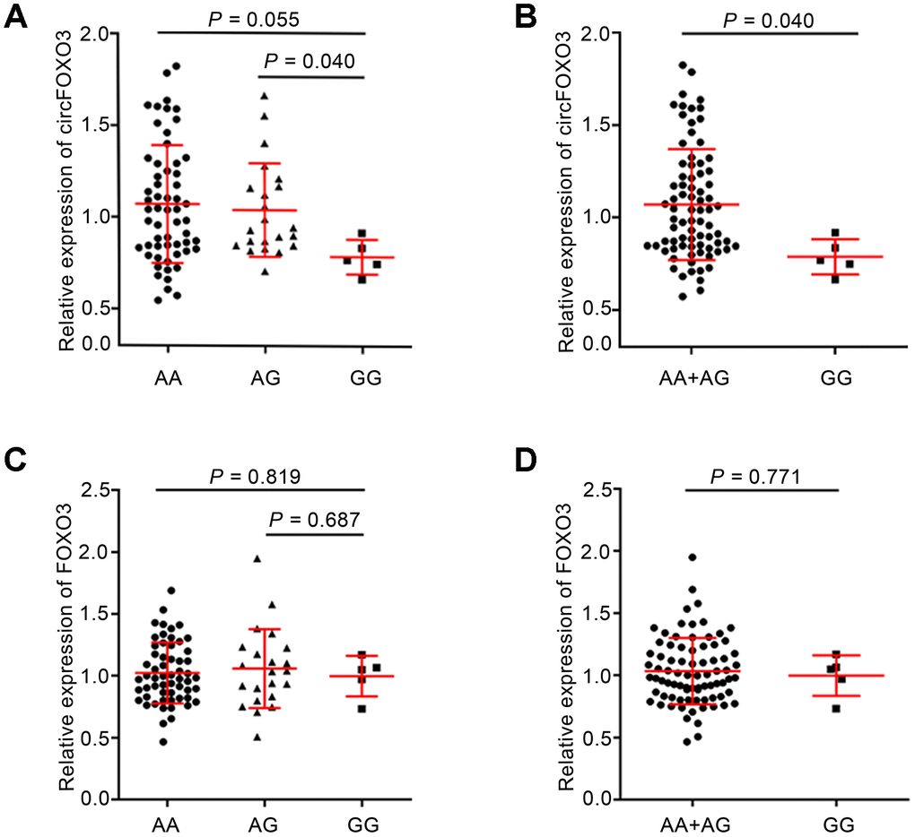 Association between rs12196996 and the expression levels of circFOXO3 or linear FOXO3 in PBMCs in the sum of CAD patients and control subjects. Analysis of circFOXO3 expression levels in PBMCs of individuals carrying AA vs. AG vs. GG genotypes (A) or the combined AA+AG genotypes vs. GG genotype (B). Analysis of linear FOXO3 expression levels in PBMCs of individuals carrying AA vs. AG vs. GG genotypes (C) or the combined AA+AG genotypes vs. GG genotype (D).