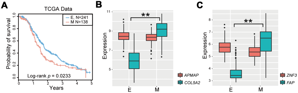 Identification of the EMT signature for OvCa. (A) Kaplan-Meier survival curves according to OvCa epithelial status and mesenchymal status in TCGA cases treated with platinum-based therapies. (B, C) Boxplot of expression levels of two gene pairs (APMAP and COL5A2, and ZNF3 and FAP). *P 