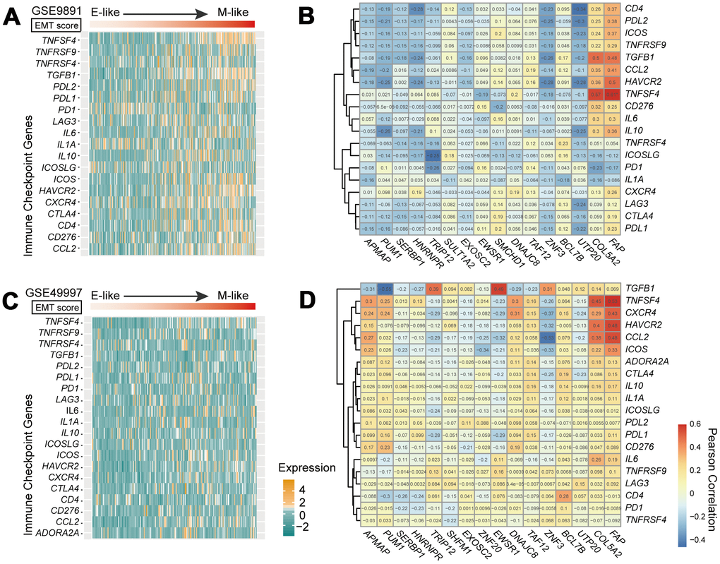 Immune checkpoint genes in the EMT. (A, C) Heatmap of mRNA expression levels of 20 immune checkpoint genes in GSE9891 (A) and GSE49997 (C) OvCa datasets. Tumor samples within each dataset were ordered according to EMT score (upper panels). (B, D) Correlations of expression levels between 18 genes in the 16-GPS and 20 immune checkpoint-related genes in the GSE9891 (B) and GSE49997 (D) OvCa datasets, tested by Pearson correlation analyses. Rows represent immune checkpoint genes, and columns represent genes in the 16-GPS.