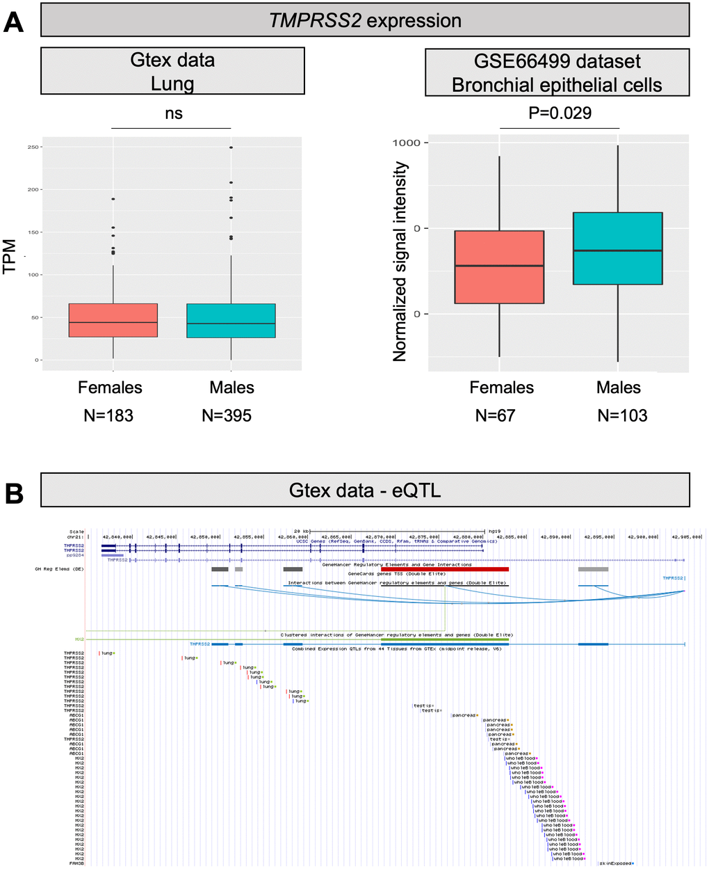 TMPRSS2 expression levels and eQTLs. (A) Both panels show TMPRSS2 mRNA expression levels in human normal lung samples stratified according to sex. On the left, data were retrieved for a total of 578 RNAseq experiments from the GTex repository. Expression levels are reported as transcripts per kilobase million (TPM). On the right, data were collected for a total of 170 microarray experiments from the GEO database. Expression levels are reported as normalized signal intensities. P values were calculated by using either the Kruskal-Wallis or the student t test. (B) Screenshot from the UCSC Genome browser (http://genome.ucsc.edu/; GRCh37/hg19) highlighting the TMPRSS2 region (coordinates chr21: 42,835,000-42,905,000). The panel shows the following tracks: i) the ruler with the scale at the genomic level; ii) chromosome 21 nucleotide numbering; iii) the UCSC RefSeq track; iv) enhancers (grey and red bars) from GeneHancer database; v) interactions (curved lines) connecting GeneHancer regulatory elements and genes: all curved lines converge towards the androgen-responsive enhancer for the TMPRSS2 gene described by Clinckemalie and colleagues [29].