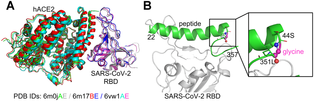 Comparison of the SARS-CoV-2 RBD/hACE2 complex structures (A) and the constructed SARS-CoV-2 RBD/hACE2 peptide complex (B). The superposition of the three complex structures was performed using MM-align [45]; the TM-score [46] between each complex pair was >0.98.