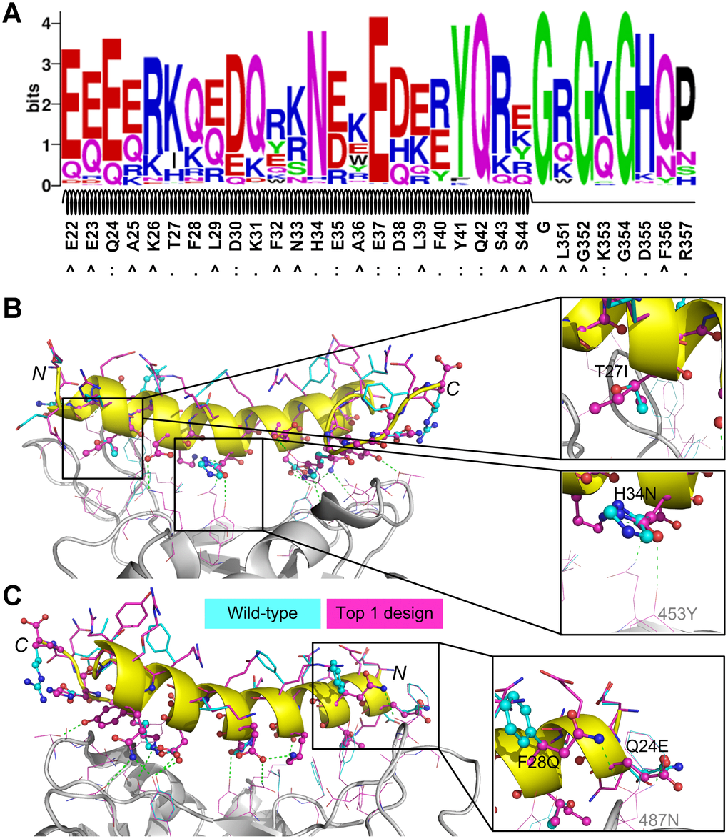 Sequence logo analysis of 992 unique peptide binders designed by EvoEF2 (A) and favorable interactions introduced in the top binder (B and C). In figure (A), the interface residues on the wild-type peptide are marked with ‘:’ if hydrogen bonds or ion bridges exist, or ‘.’ otherwise; non-interface residues are marked with ‘^’. In figures (B) and (C), the residues on the wild-type and designed structures are colored in cyan and magenta, respectively; interface and non-interface residues on the peptide are shown in ball-and-stick and stick models, respectively, while residues on SARS-CoV-2 RBD are shown in lines. Hydrogen bonds and/or ion bridges are shown using green-dashed lines.