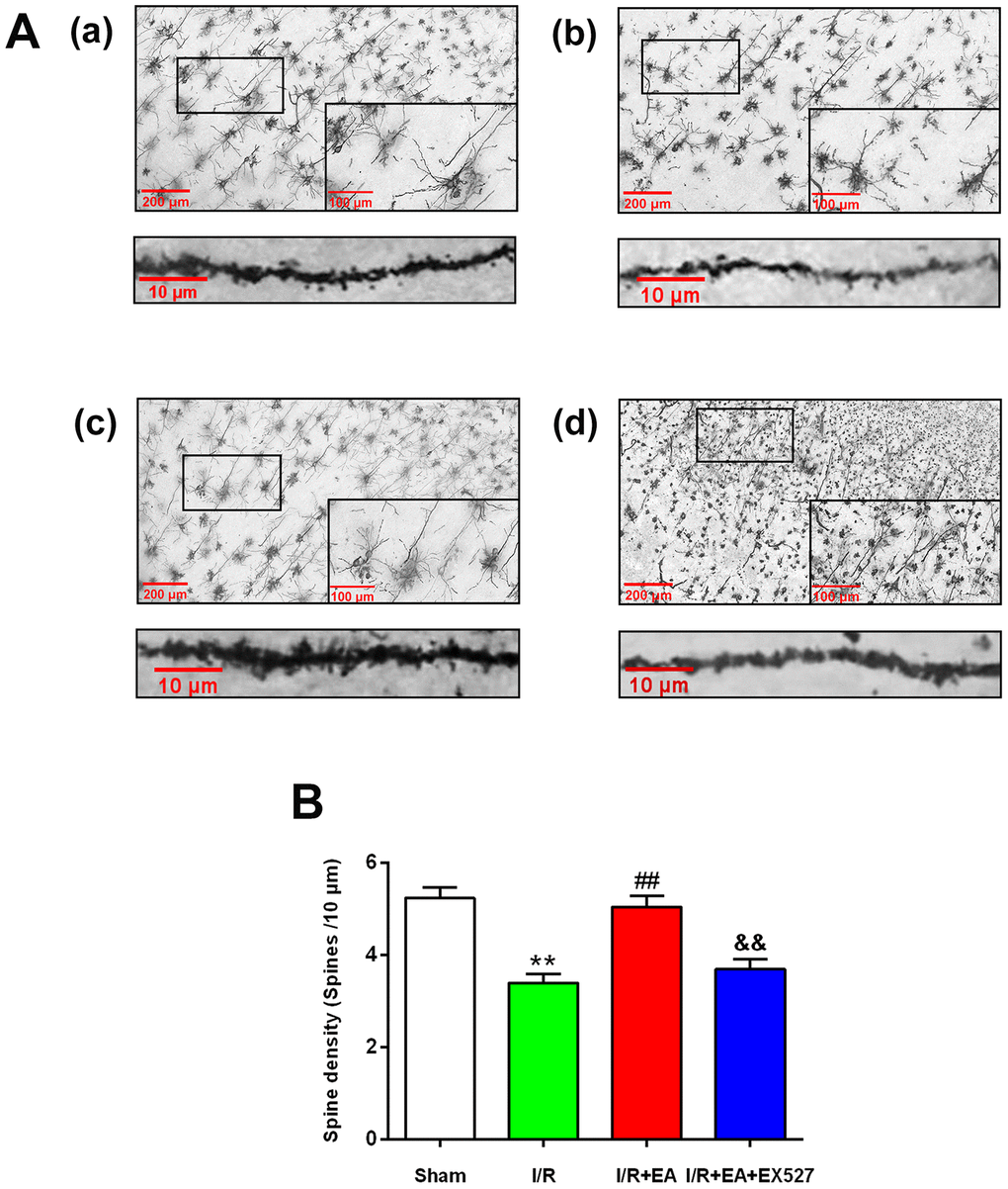 Effect of EA pretreatment on the dendritic spine density in cortical neurons in rats with CIR injury. (A) The Golgi-cox staining for the dendritic spine of neurons in the peri-ischemic cortex in the sham group (a), the I/R group (b), the I/R + EA group (c), and the I/R + EA + EX527 group (d) (100×). High magnification images are shown in the small windows (400×). The graphs below (a), (b), (c), and (d) were enlarged with 1000×, respectively. Scale bar, 100×: 200 μm, 400×: 100 μm; 1000×: 10 μm. (B) The dendritic spine density in cortical neurons. Data were presented as the mean ± SEM (n=3). **Pvs. sham group. ##Pvs. I/R group; &&Pvs. I/R + EA group.
