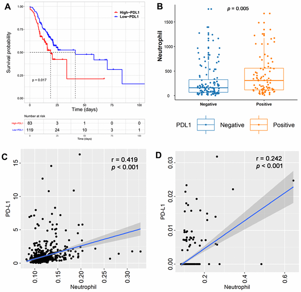Tumors with higher PD-L1 expression were associated with a poor clinical outcome in the Sanbo cohort (p =0.017, (A). Tumor-infiltrating neutrophils (TINs) were significantly increased in tumors with PD-L1 positivity (p = 0.005, (B). Spearman correlation between TINs and PD-L1 mRNA levels showed that PD-L1 transcript levels were significantly positive with TINs in TCGA (p C) and CGGA cohorts (p D).
