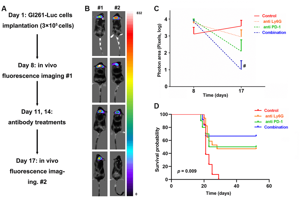 In vivo evaluation of targeting tumor-infiltrating neutrophils (TINs) and PD-L1 to treat glioblastomas (GBMs) in mice. The study flow of animal experiments (A). The representative image of tumor changes before and after antibody treatments (B). The tumor sizes significantly decreased with the dual therapy comprising anti- PD-1 and depletion of neutrophils compared to those in the control groups (C). Survival analysis showed that the mice receiving dual therapy had the longest survival times (D).