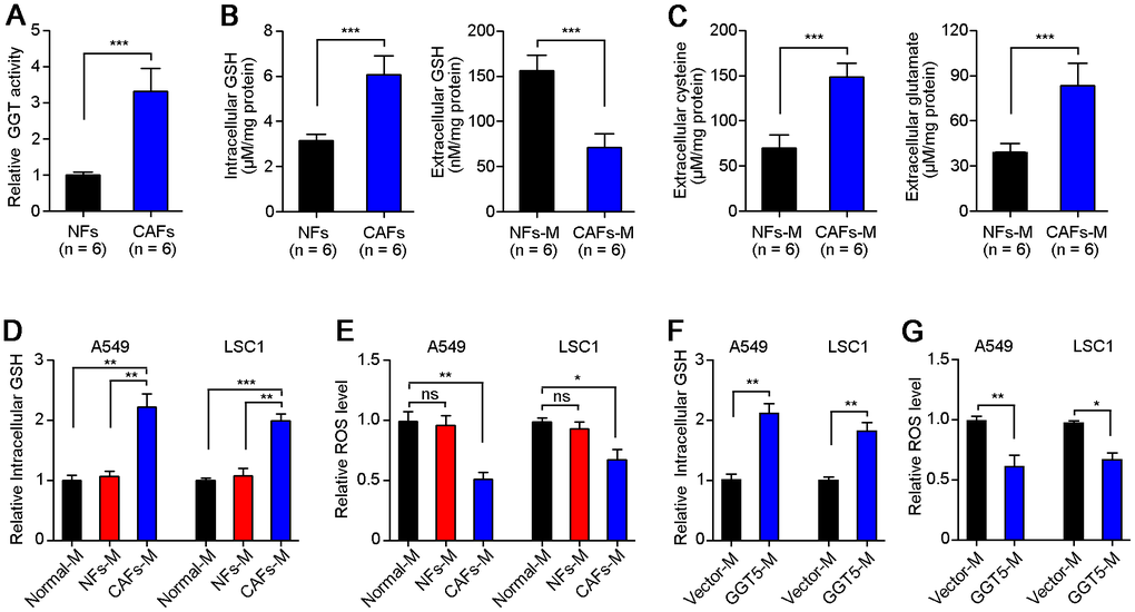 High level of GGT5 in CAFs decreases the ROS level of LUAD cells. (A) The GGT activity in paired NFs and CAFs was tested in vitro (n = 6). (B) The level of GSH in NFs and CAFs or their conditioned media (NFs-M and CAFs-M) was detected. (C) The extracellular cysteine or glutamate in NFs-M and CAFs-M were analyzed respectively. (D) The relative intracellular GSH in A549 and LAC1 cells treated with different media: Normal-M, NFs-M or CAFs-M. (E) The relative intracellular ROS in A549 and LAC1 cells treated with different media. (F) The relative intracellular GSH in A549 and LAC1 cells treated with Vector-M or GGT5-M. (G) The relative intracellular ROS in A549 and LAC1 cells treated with Vector-M or GGT5-M. In all panels, data represent mean ± SEM. ns, no significant difference. *, P P P 