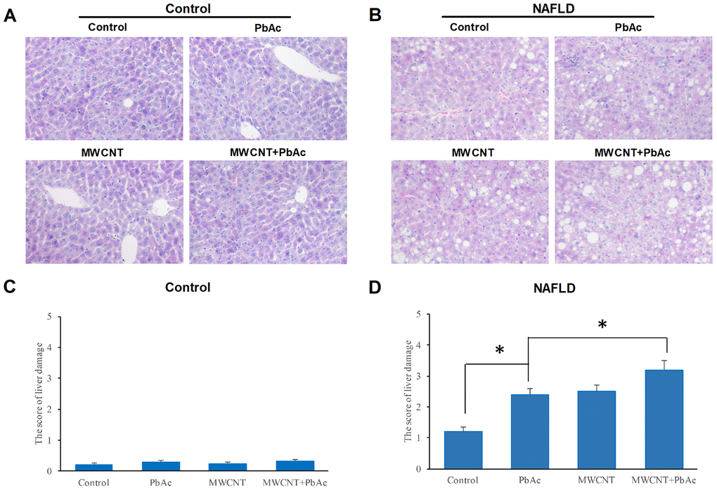 MWCNTs and PbAc exposure significantly aggravated the nonalcoholic steatohepatitis phenotype in NAFLD mice. (A, B) Histological morphology changes in livers of the control and NAFLD mice exposed to the low dose of PbAc, MWCNTs or MWCNTs + PbAc administration. (C, D) The score of liver damage in the control and NAFLD mice upon the low dose of PbAc, MWCNTs or MWCNTs + PbAc administration (*P