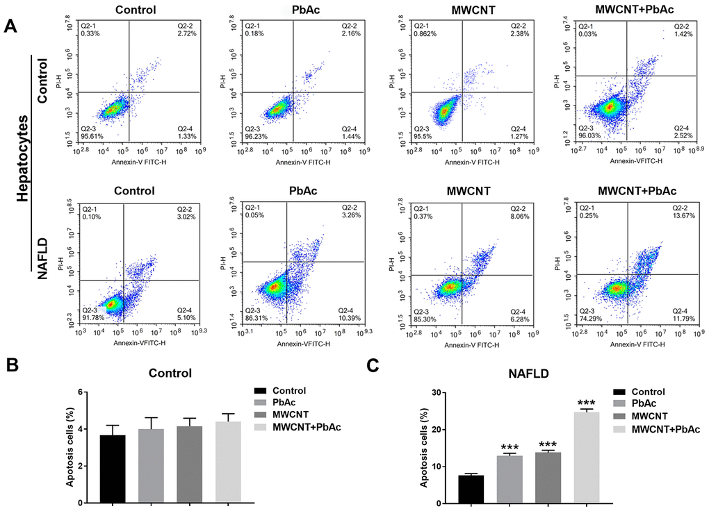 MWCNTs and PbAc exposure significantly induced apoptosis in primary hepatocytes isolated from NAFLD mice. (A) After treatment with the low dose of PbAc, MWCNTs or MWCNTs + PbAc, apoptotic analyses were performed in primary hepatocytes from control and NAFLD mice using a flow cytometry. (B, C) Apoptotic rates in primary hepatocytes from control and NAFLD mice were statistically analyzed (***P