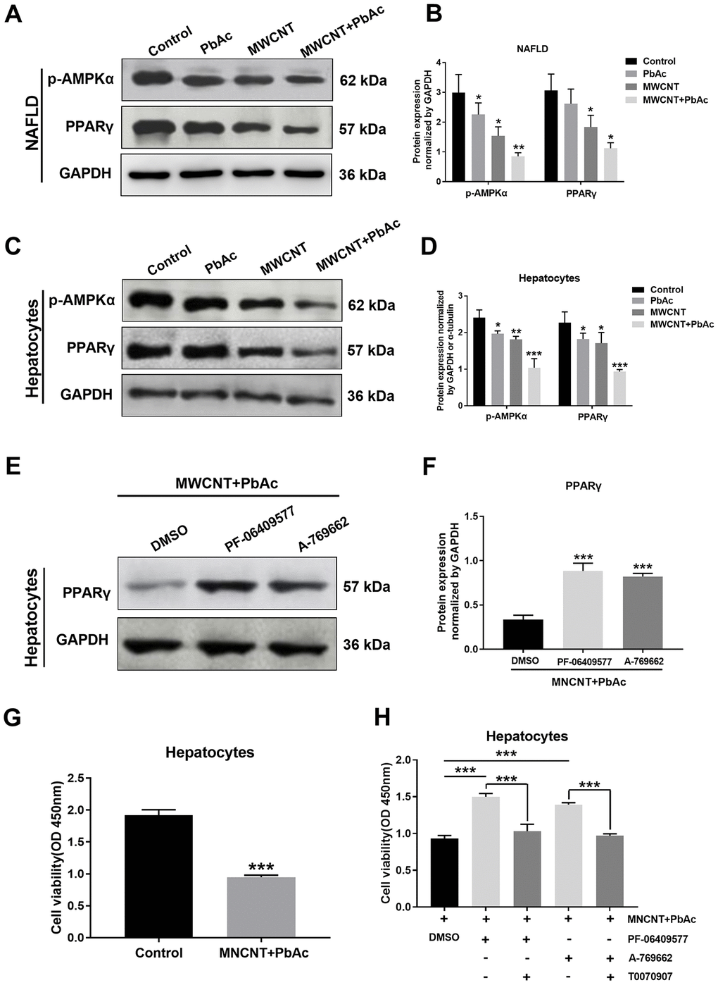 Combined administration of MWCNTs and PbAc may exert its hepatotoxicity to NAFLD mice via inhibiting AMPK/PPARγ pathway. Western blot analysis of PPARγ and p-AMPKα expressions in NAFLD mice livers (A) and in primary hepatocytes from NAFLD mice (C) upon the low dose of PbAc, MWCNTs or MWCNTs + PbAc administration. (B, D) PPARγ and p-AMPKα expression levels normalized to GAPDH (*PE) After treatments with DMSO or two AMPK activators (0.5 μM PF-06409577 and 10 μM A-769662) in addition to MWCNTs + PbAc, PPARγ expressions in primary hepatocytes from NAFLD mice were tested using western blot analysis. (F) PPARγ expression levels normalized to GAPDH (***PG) Cell viability of primary hepatocytes from NAFLD mice upon the administration of saline water or MWCNTs + PbAc (***PH) In addition to MWCNTs + PbAc, primary hepatocytes from NAFLD mice were also incubated with DMSO, PF-06409577 (0.5 μM), A-769662 (10 μM) or T0070907 (a selective PPARγ antagonist, 50 μM), then the cell viability was measured (***P