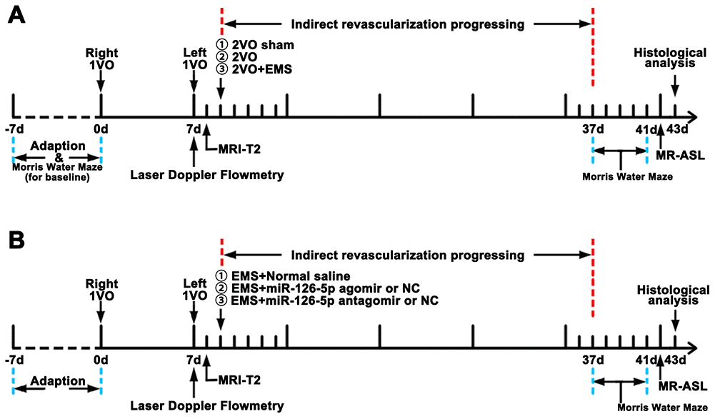 Experimental schedule. (A) Schedule used for observing the effects of EMS on EC proliferation, CBP improvement and cognitive function improvement in 2VO+EMS rats. (B) Schedule used for observing the effects of miR-126-5p on EC proliferation, CBP improvement and cognitive function improvement in 2VO+EMS rats. EMS: encephalo-myo-synangiosis; CBF: cerebral blood flow; EC: endothelial cell.