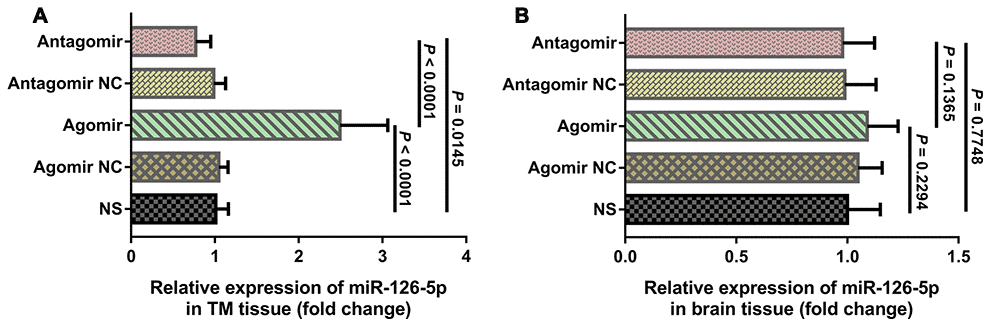 qRT-PCR results of miR-126-5p expression in the TM and brain tissues. (A) Column chart showing that miR-126-5p expression in TM tissue from rats in the agomir group was significantly higher than that observed in the NS and antagomir groups. (B) Column chart showing that miR-126-5p expression in brain tissue from rats in the agomir group was not significantly different from that observed in any of the other groups. The error bars represent the ±SDs. TM: temporal muscle; NS: normal saline; NC; negative control.