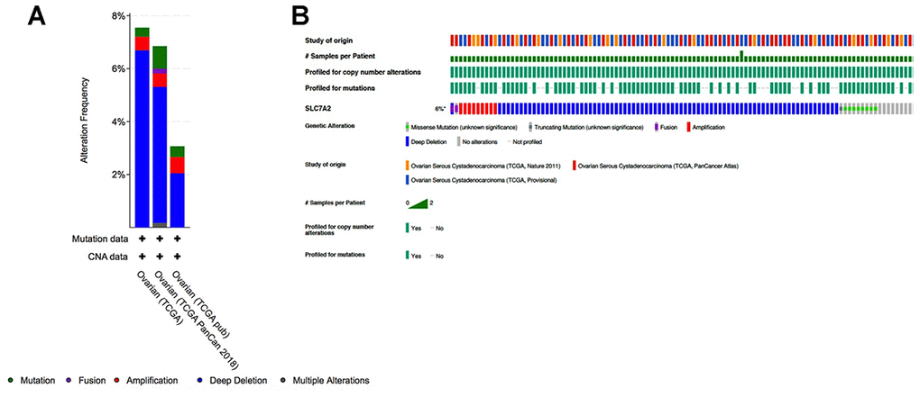 Analyses of genetic variations in SLC7A2 in ovarian cancer (cBioPortal). (A) Genetic variations in the SLC7A2 gene reported in different studies. (B) OncoPrint overview of the genetic variations in the SLC7A2 gene. TCGA, The Cancer Genome Atlas.